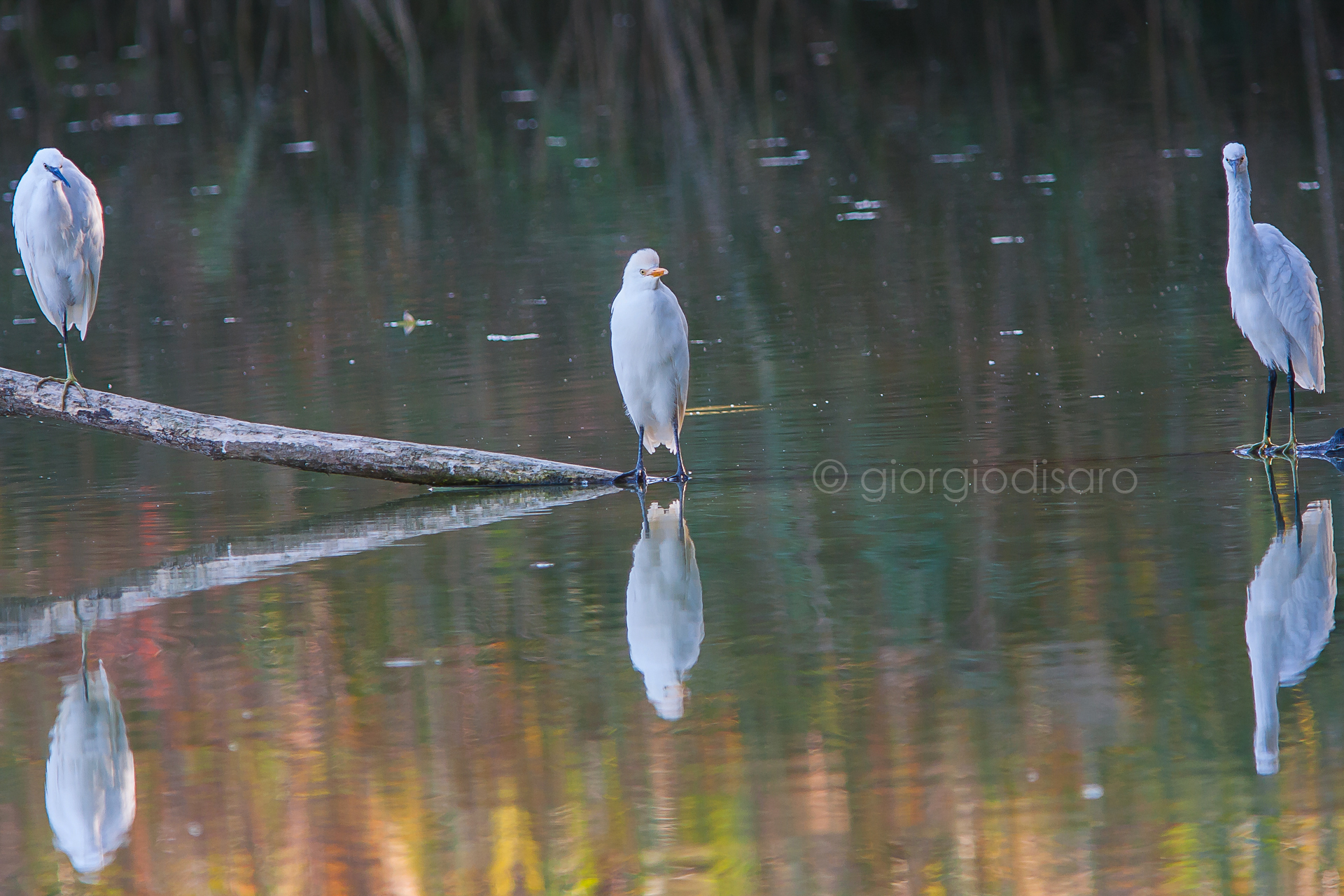 reflections and symmetries dawn