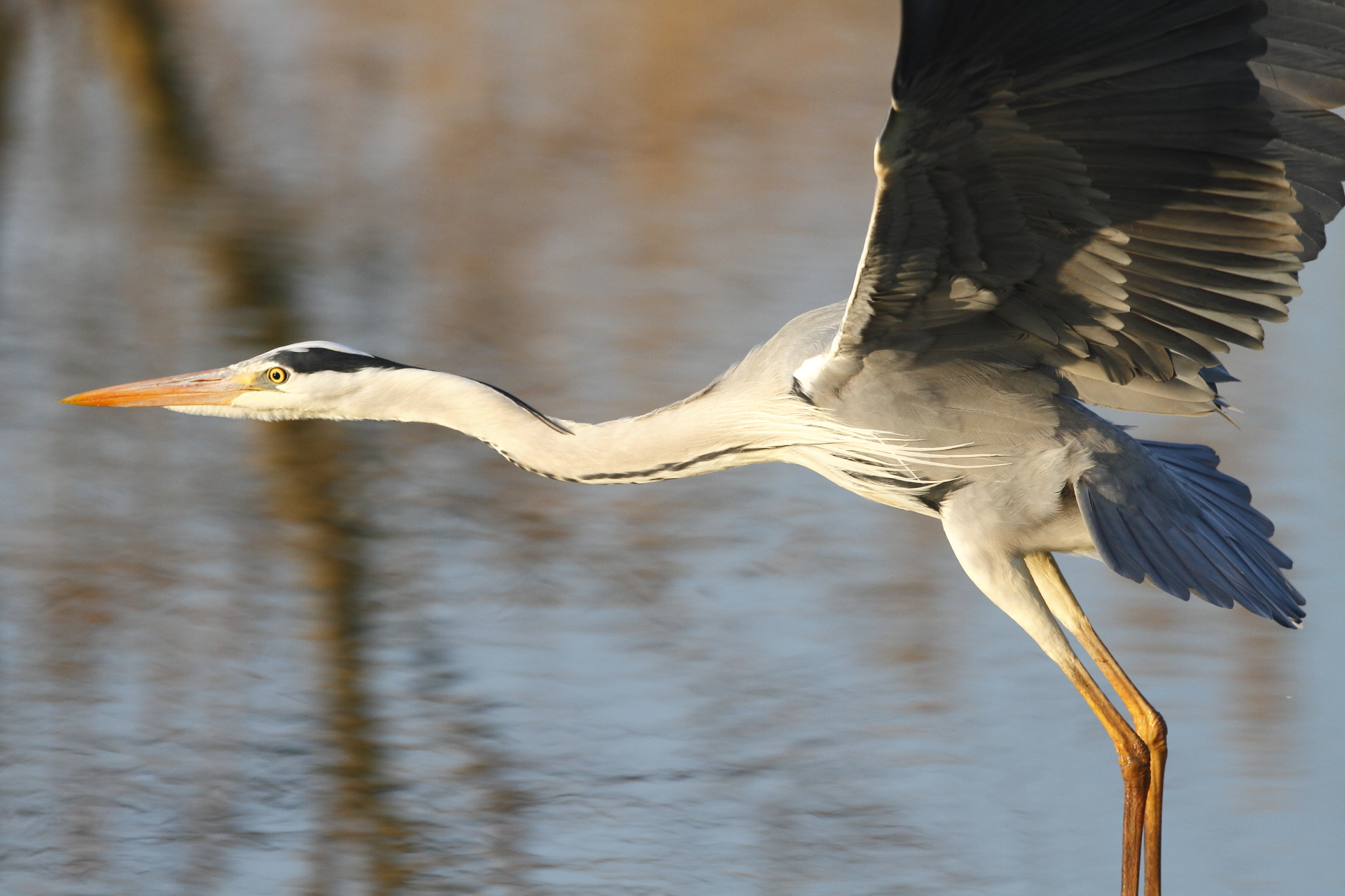 fledging of heron