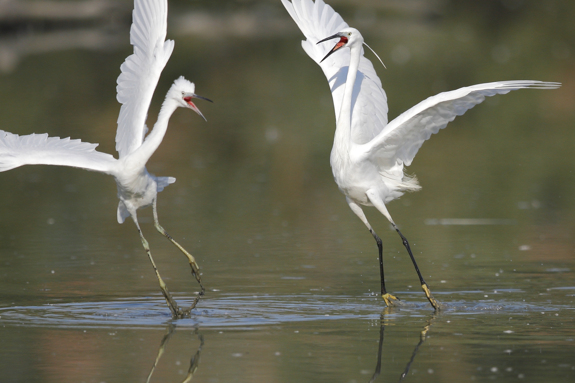 egrets in fight