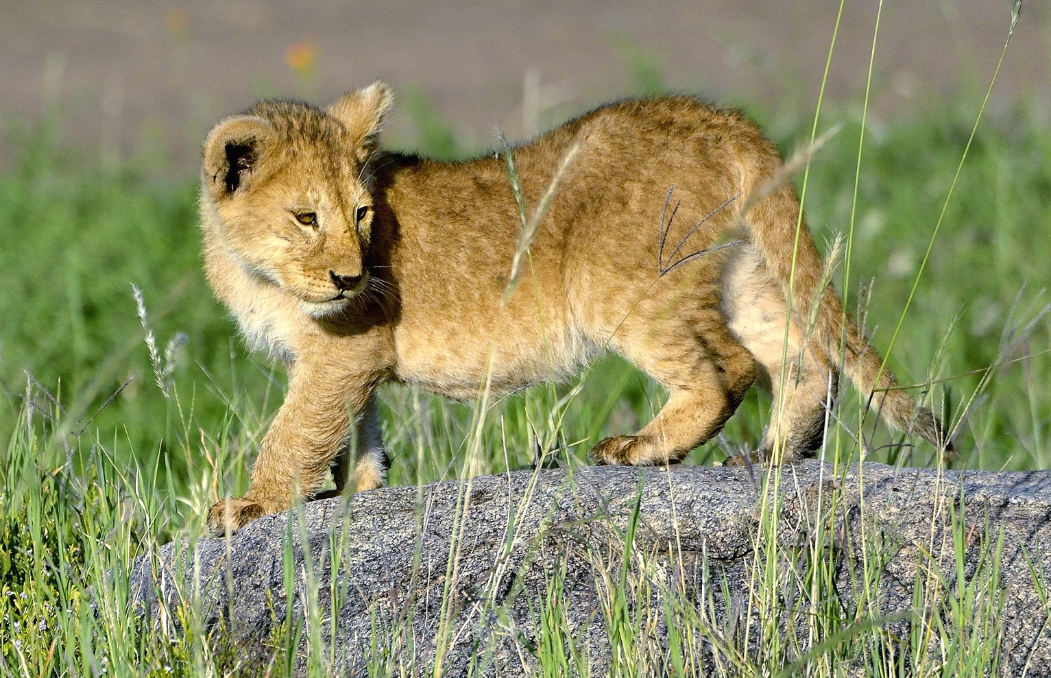 Serengeti - Cucciolo di leone