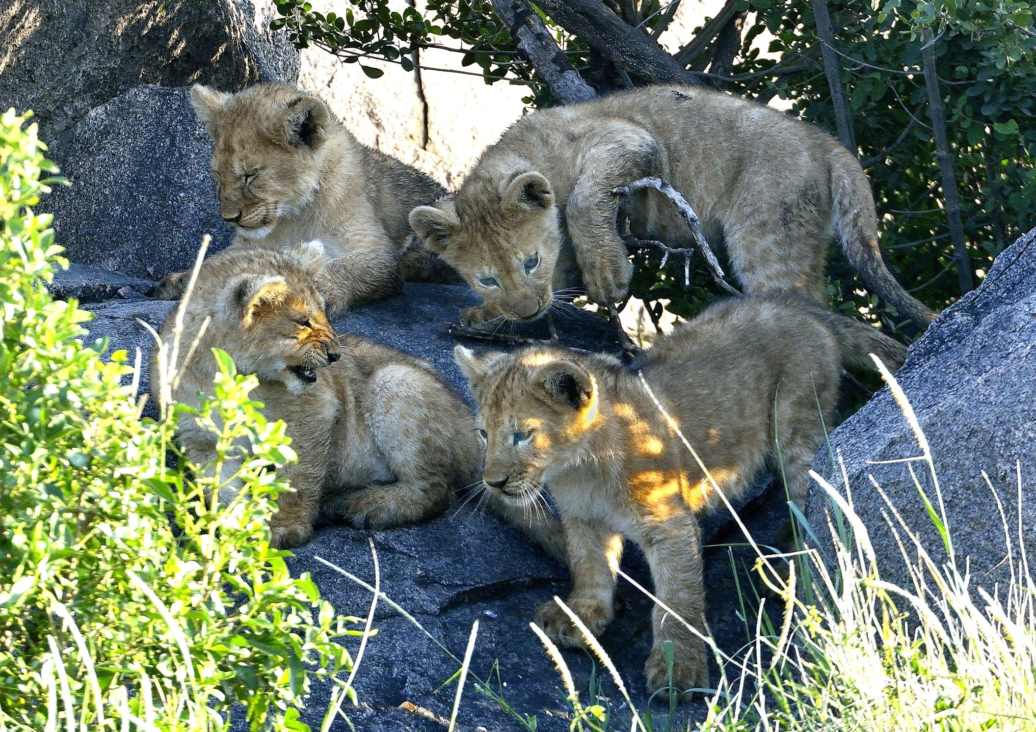 Serengeti - Cuccioli di leone