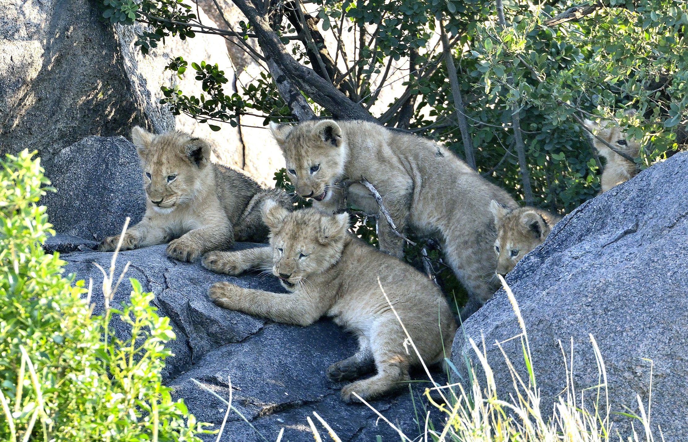 Serengeti - Cuccioli di leone