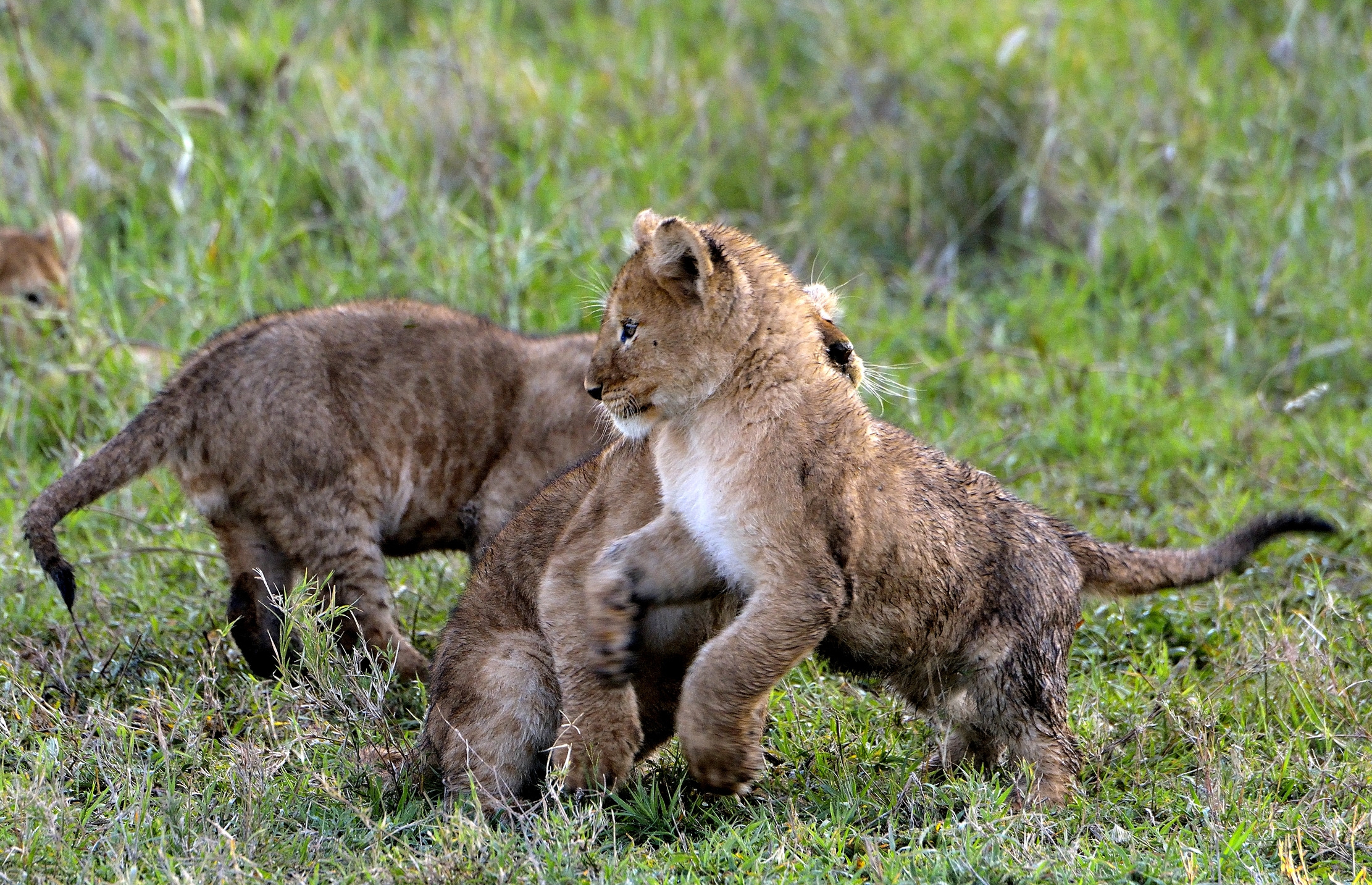 Serengeti - Cuccioli di leone