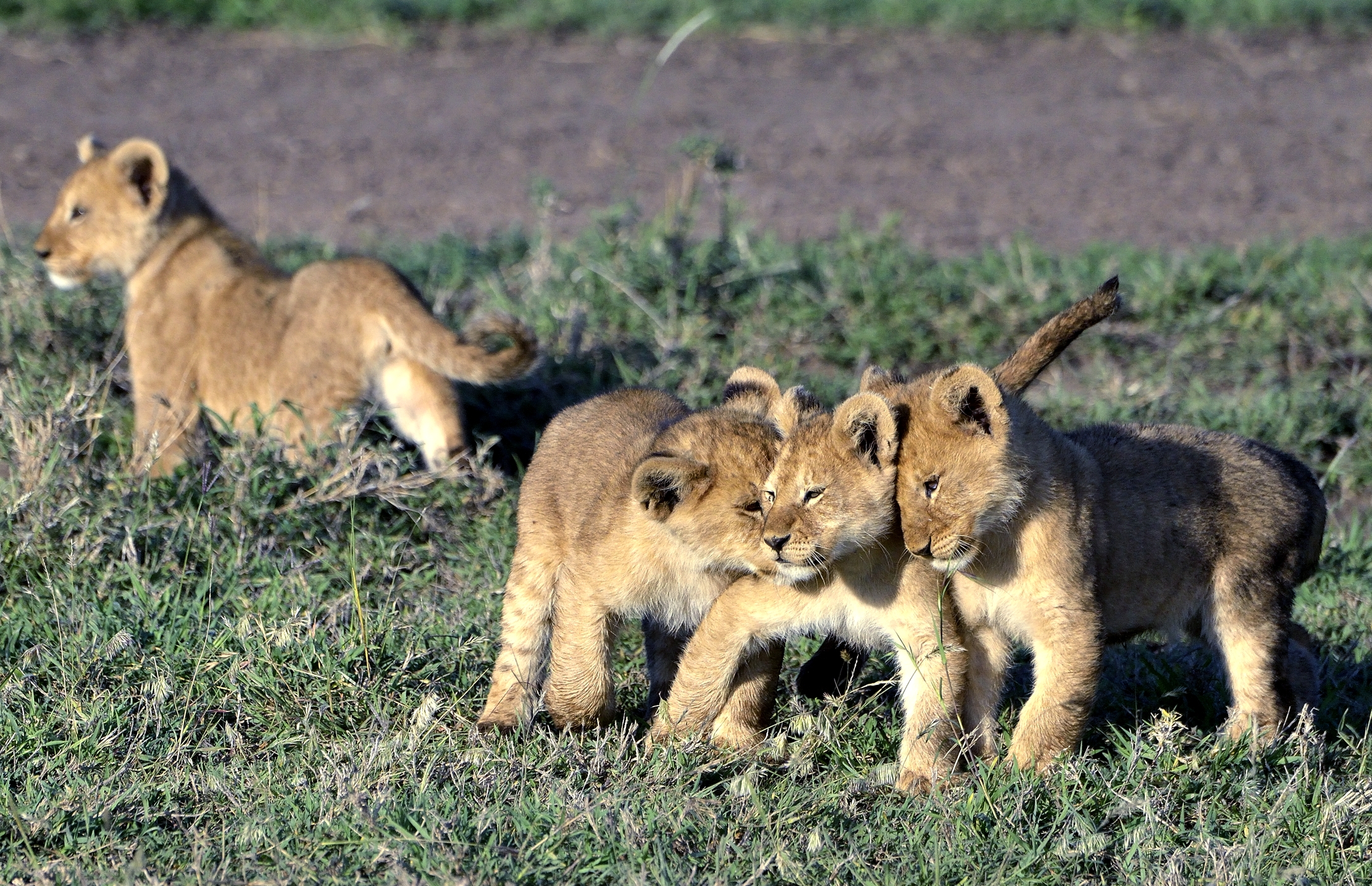 Serengeti - Cuccioli di leone