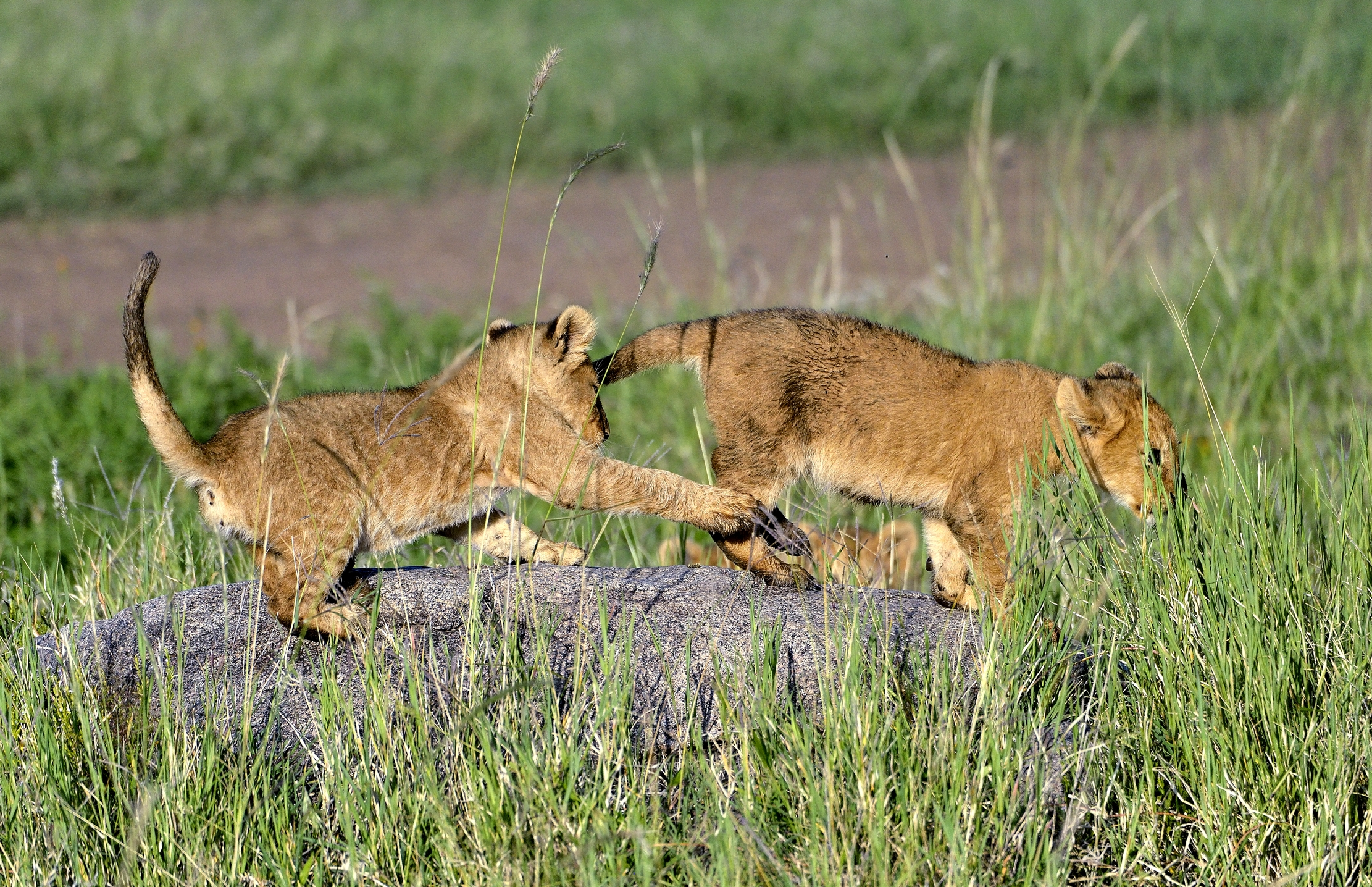 Serengeti - Cuccioli di leone