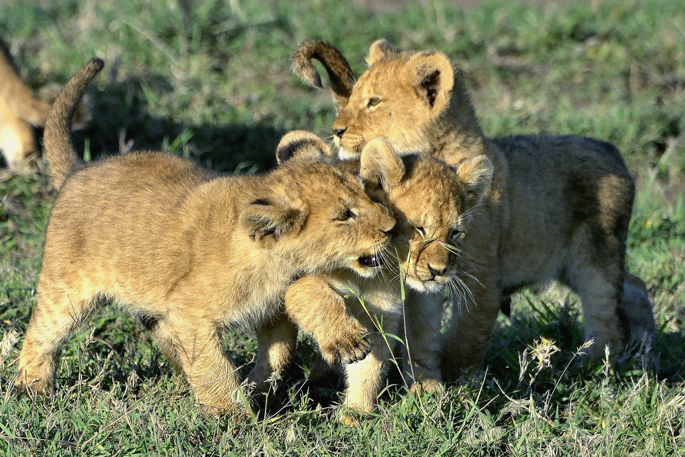 Serengeti - Cuccioli di leone