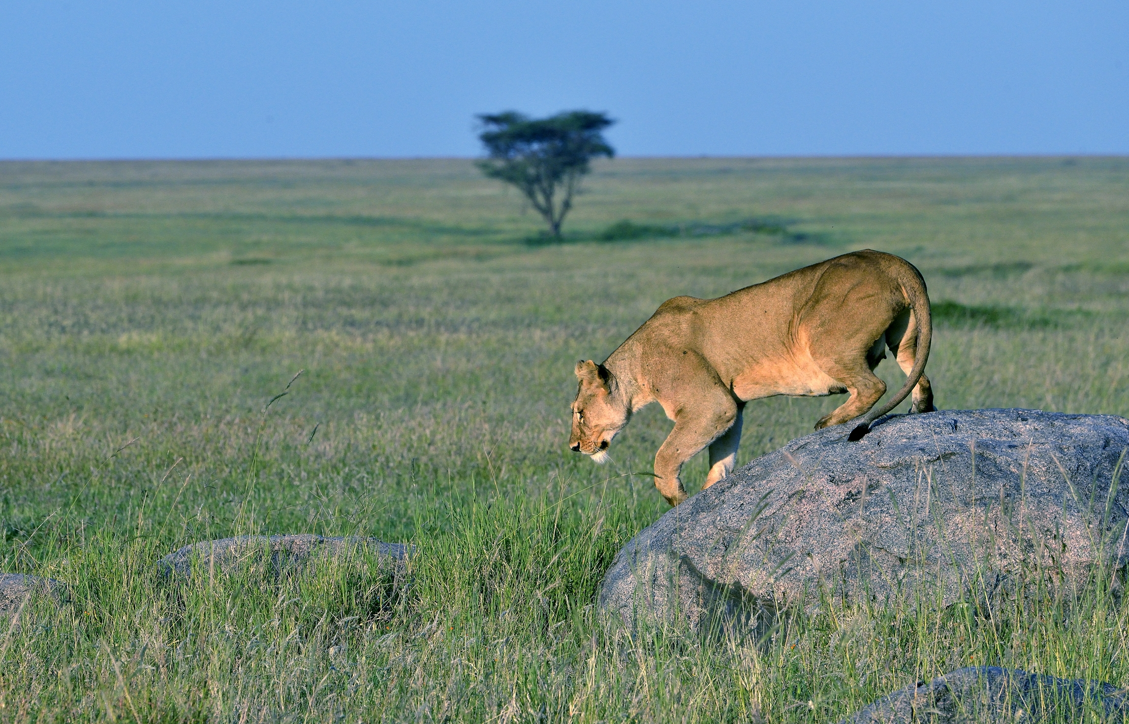 Serengeti - Leonessa