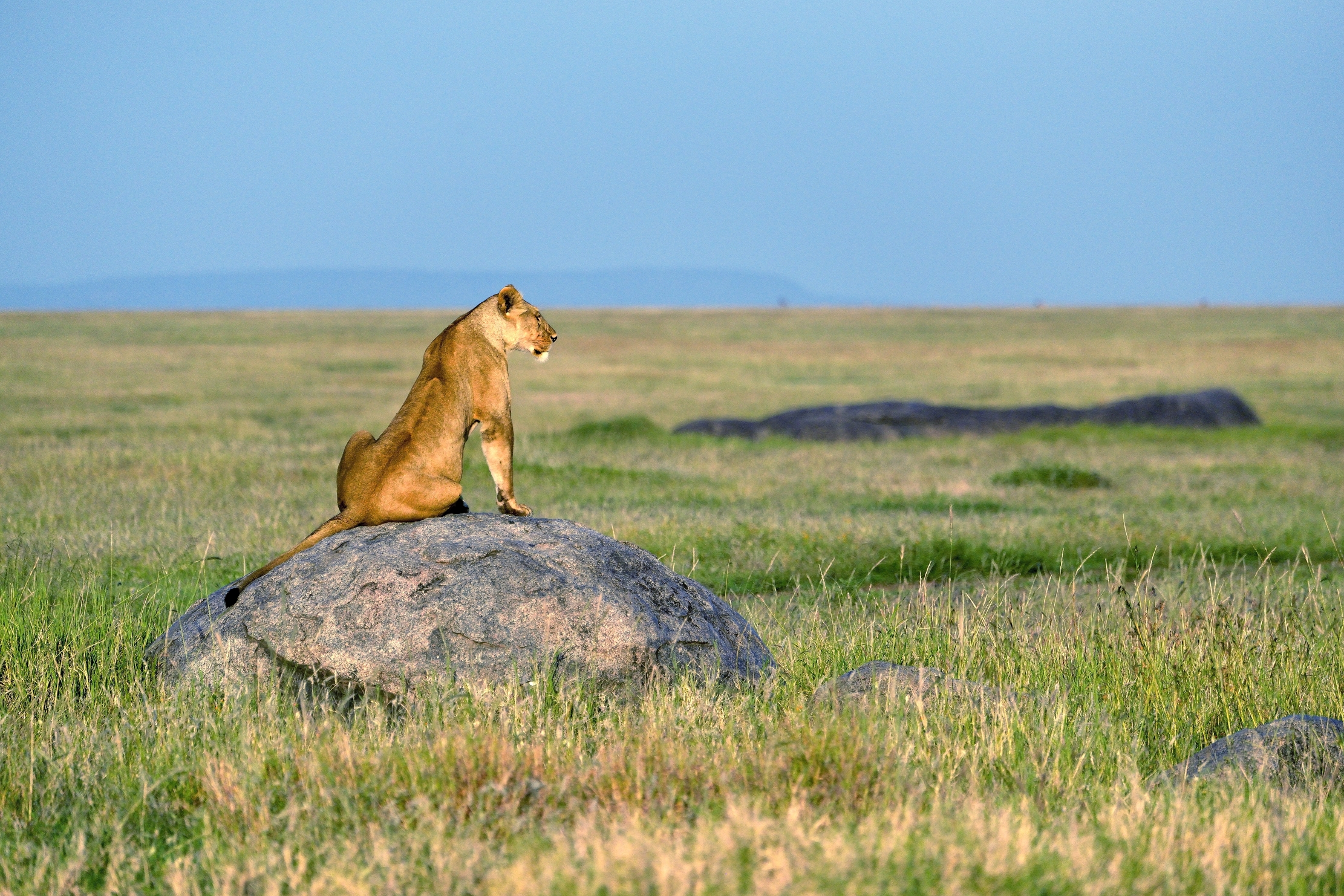 Serengeti - Leonessa