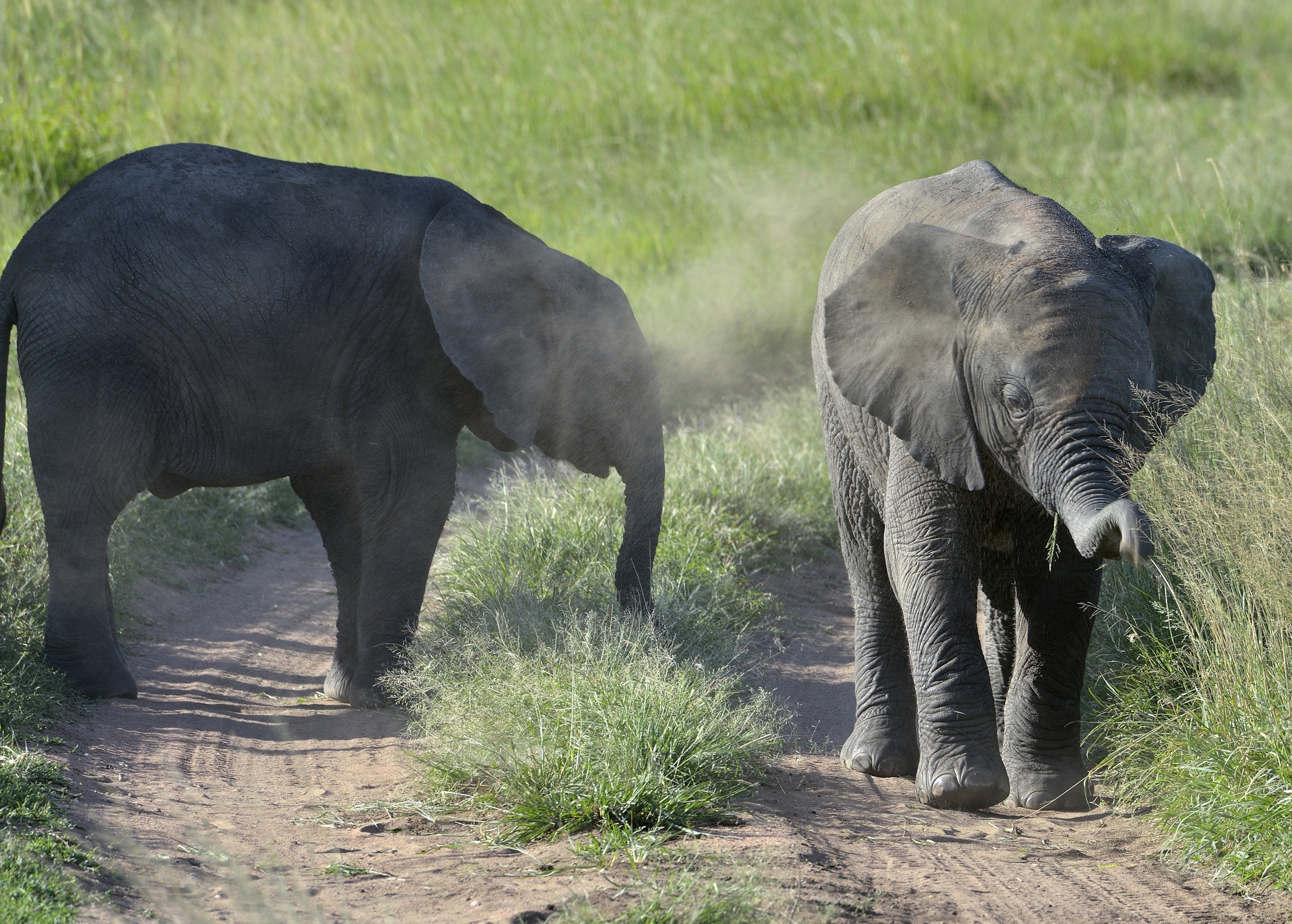 Serengheti - Elefantini