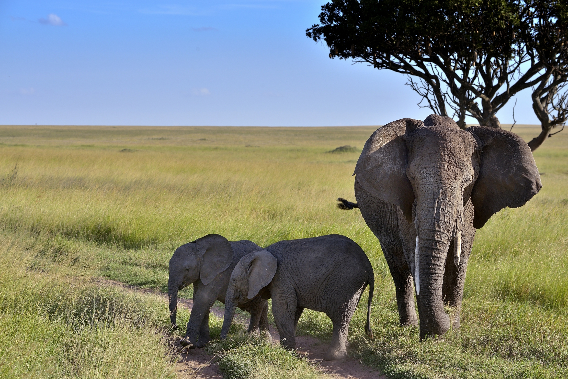 Serengheti - Elefantini