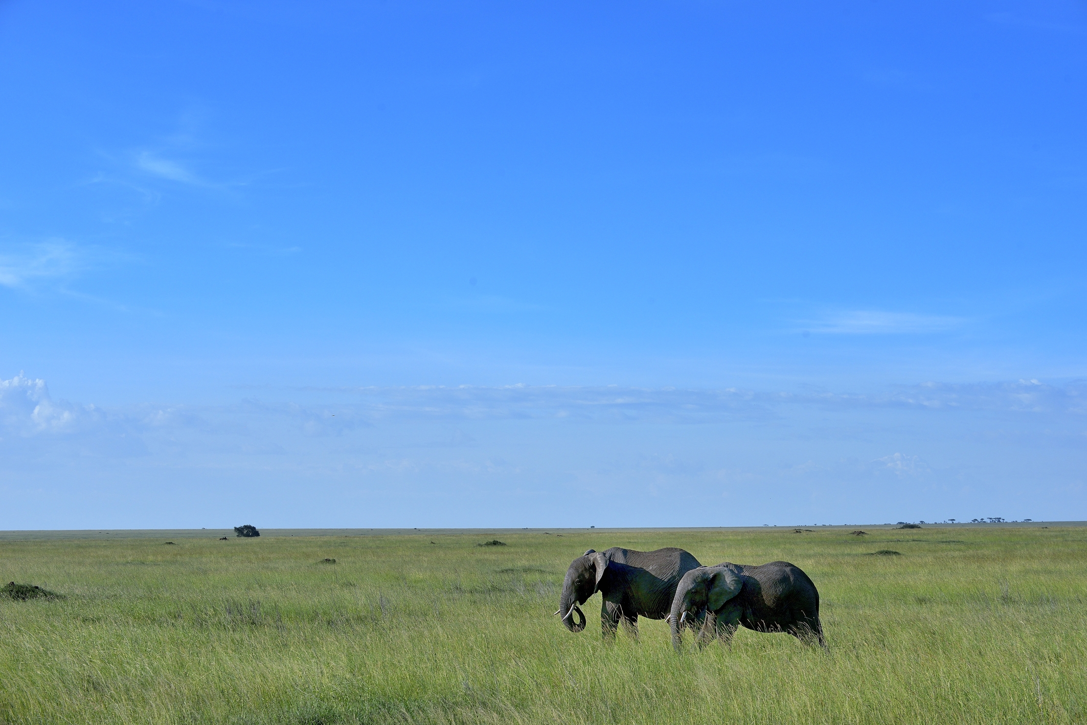 Serengheti - Elefanti