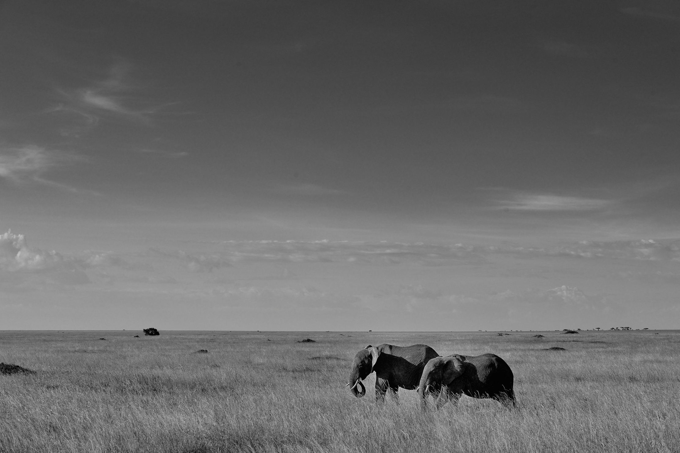 Serengheti - Elefanti BW