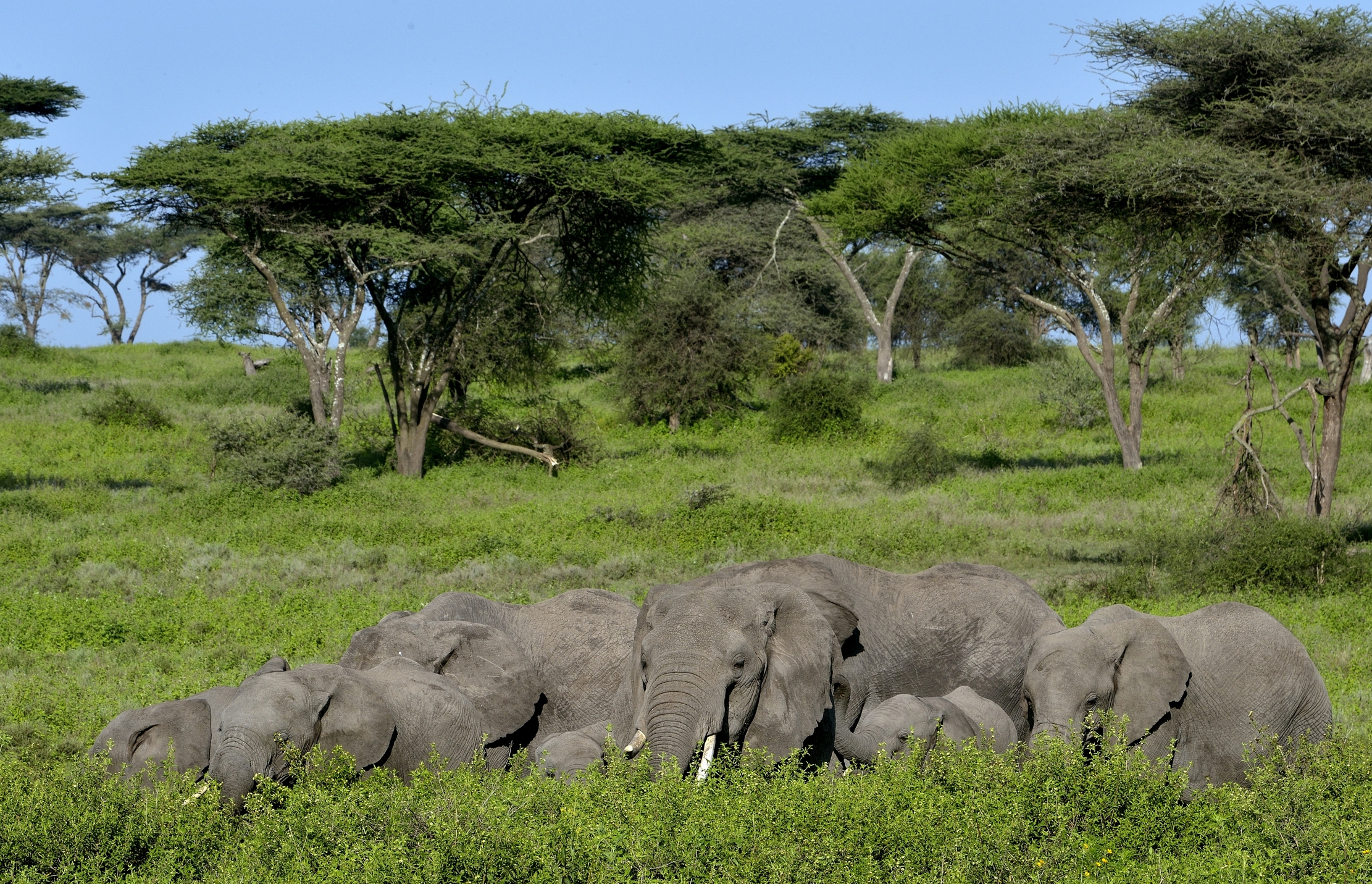 Ngorongoro - elefanti