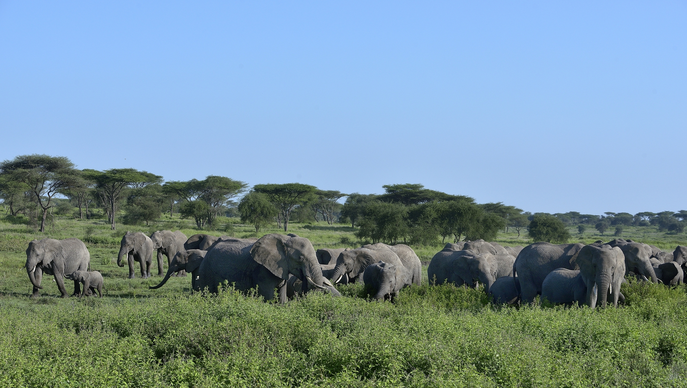 Ngorongoro - elefanti