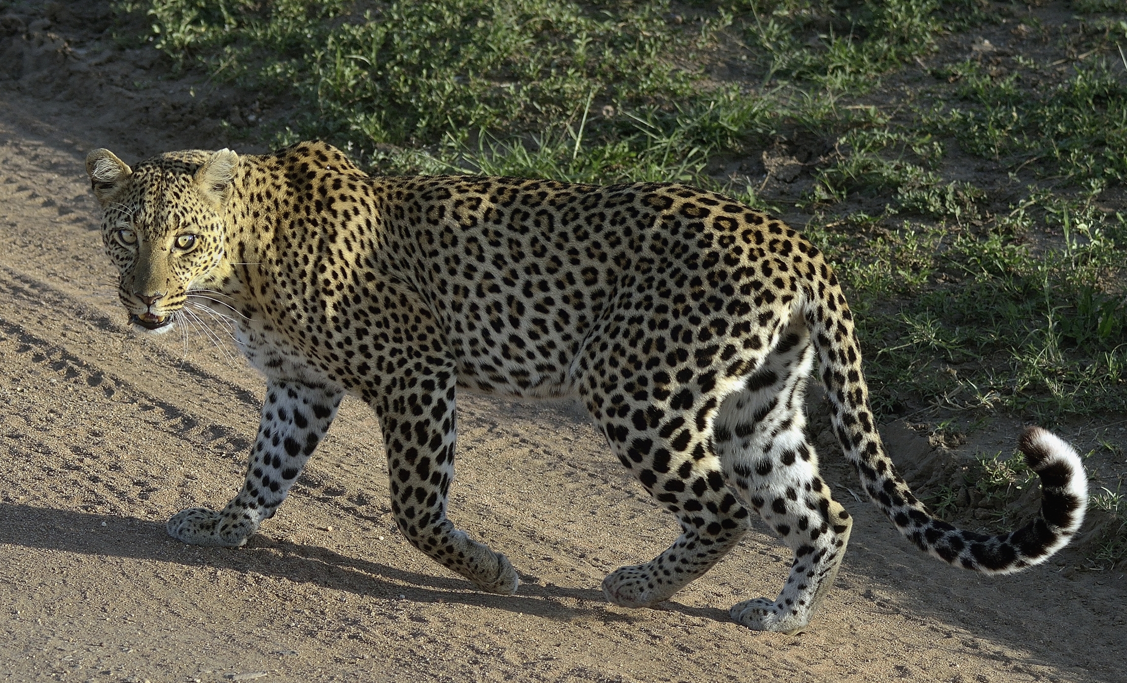 Serengeti - leopardo