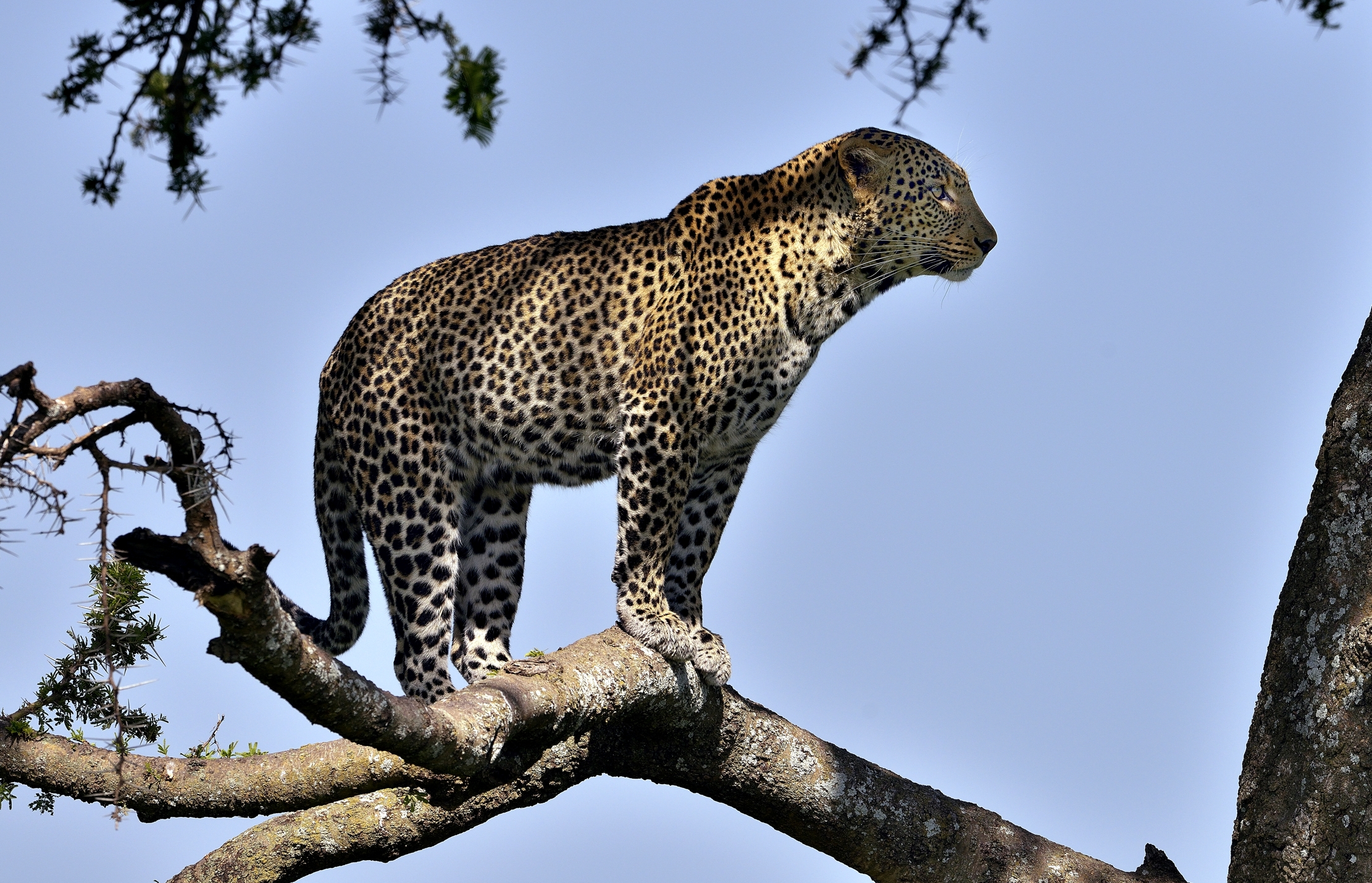 Serengeti - leopardo