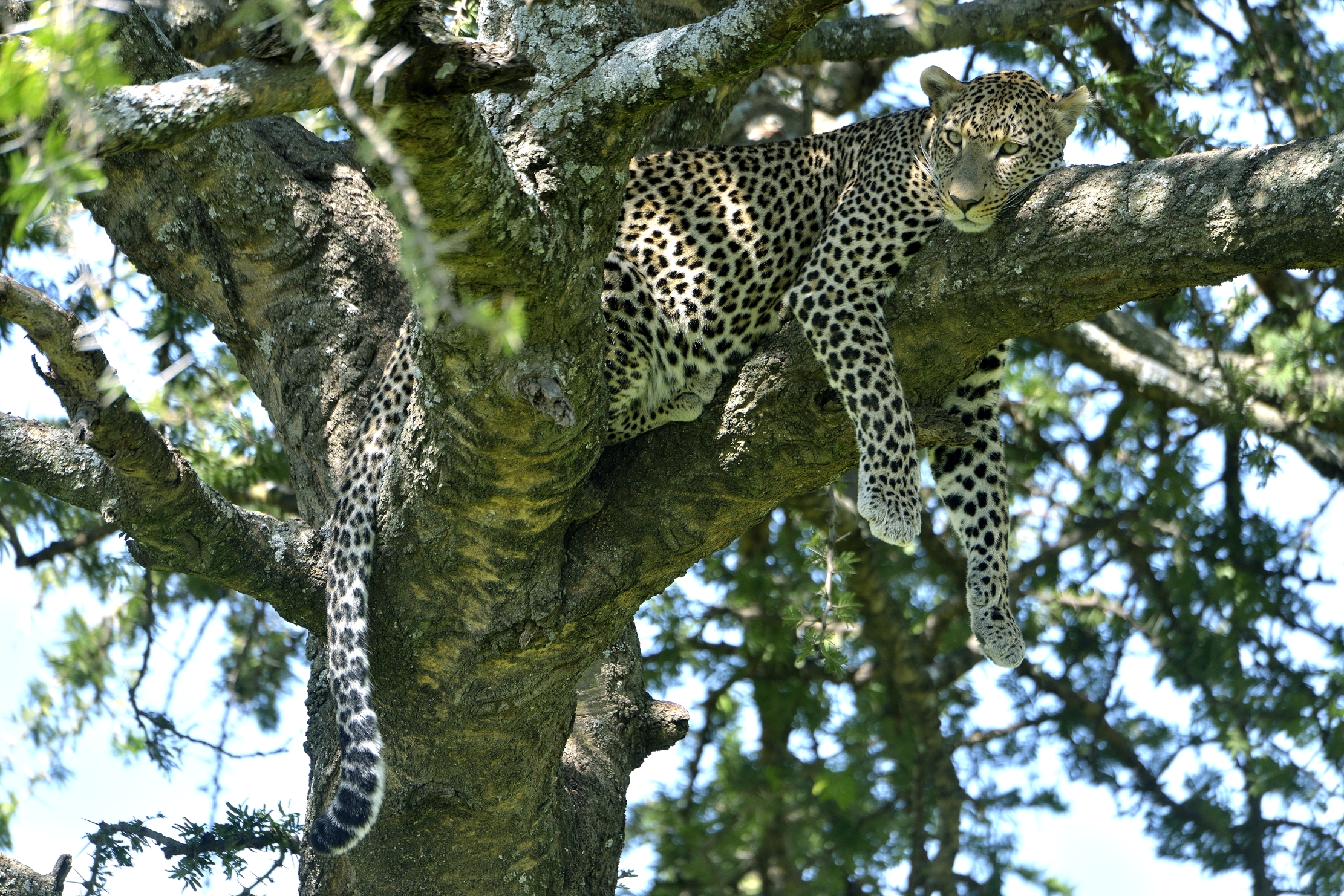 Serengeti - leopardo