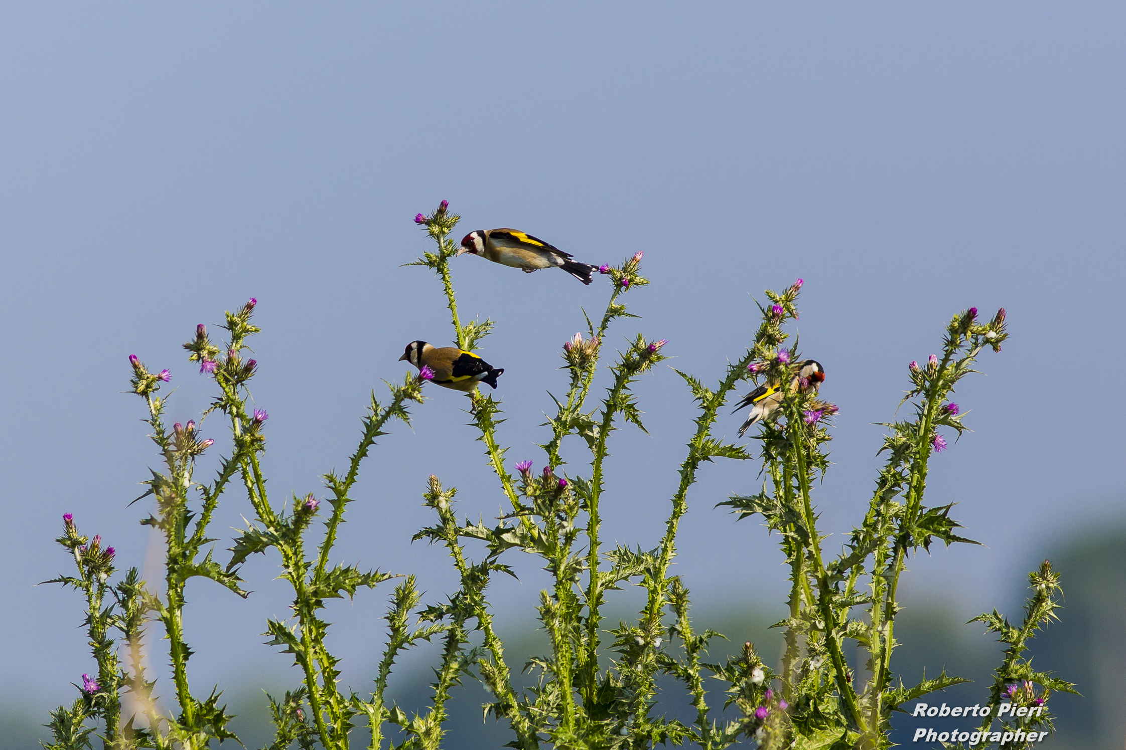 Goldfinches