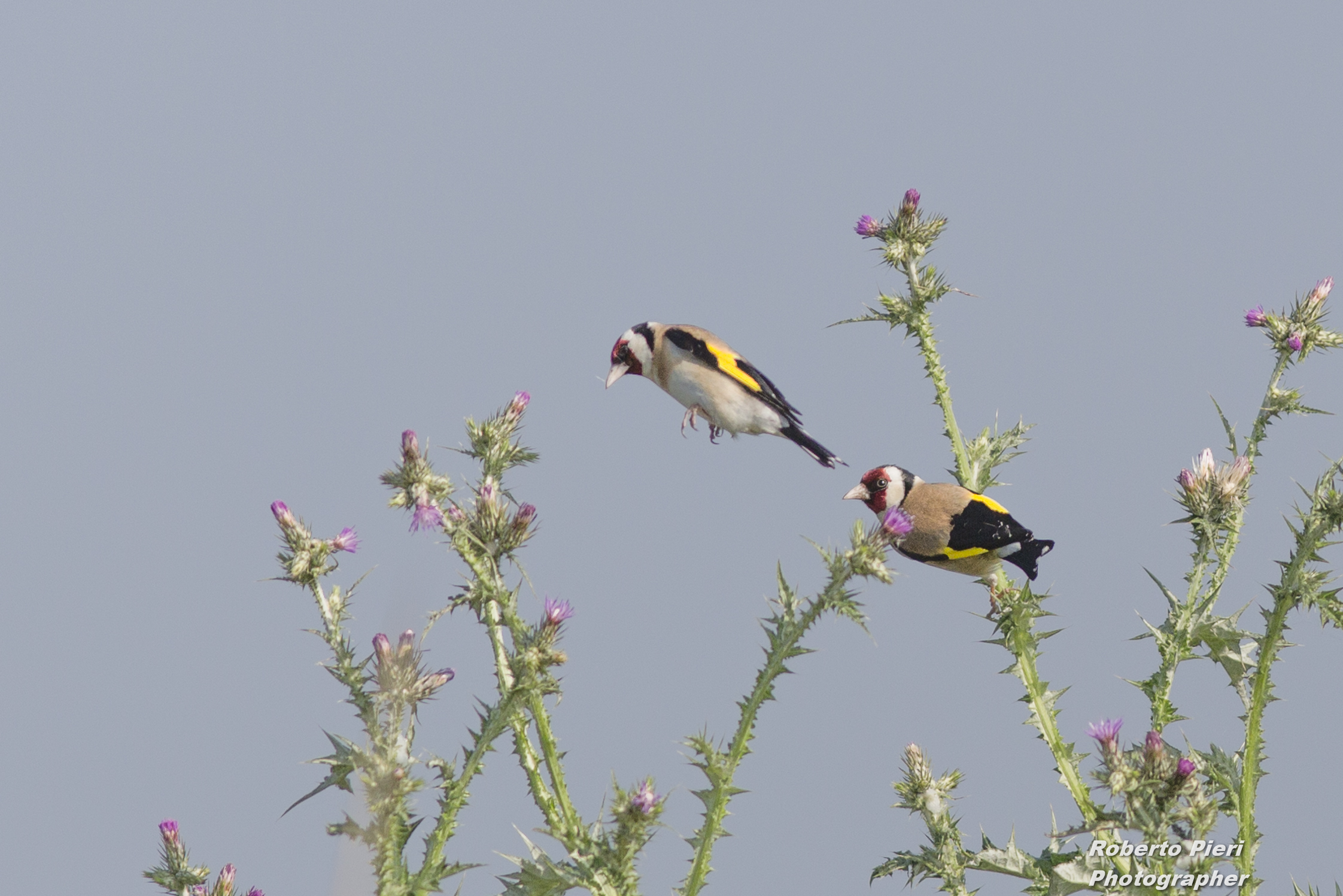 goldfinch in flight