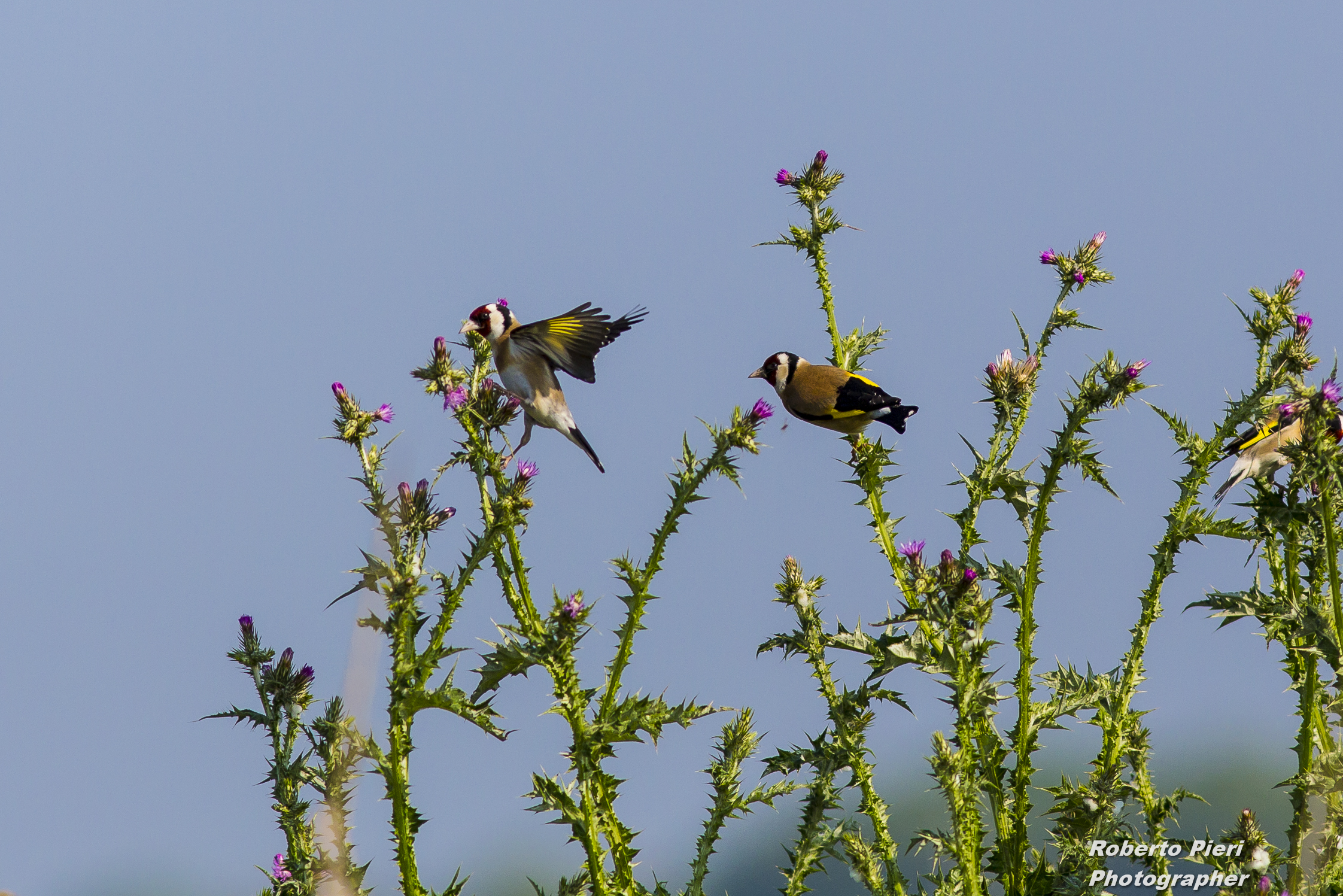 goldfinch landing