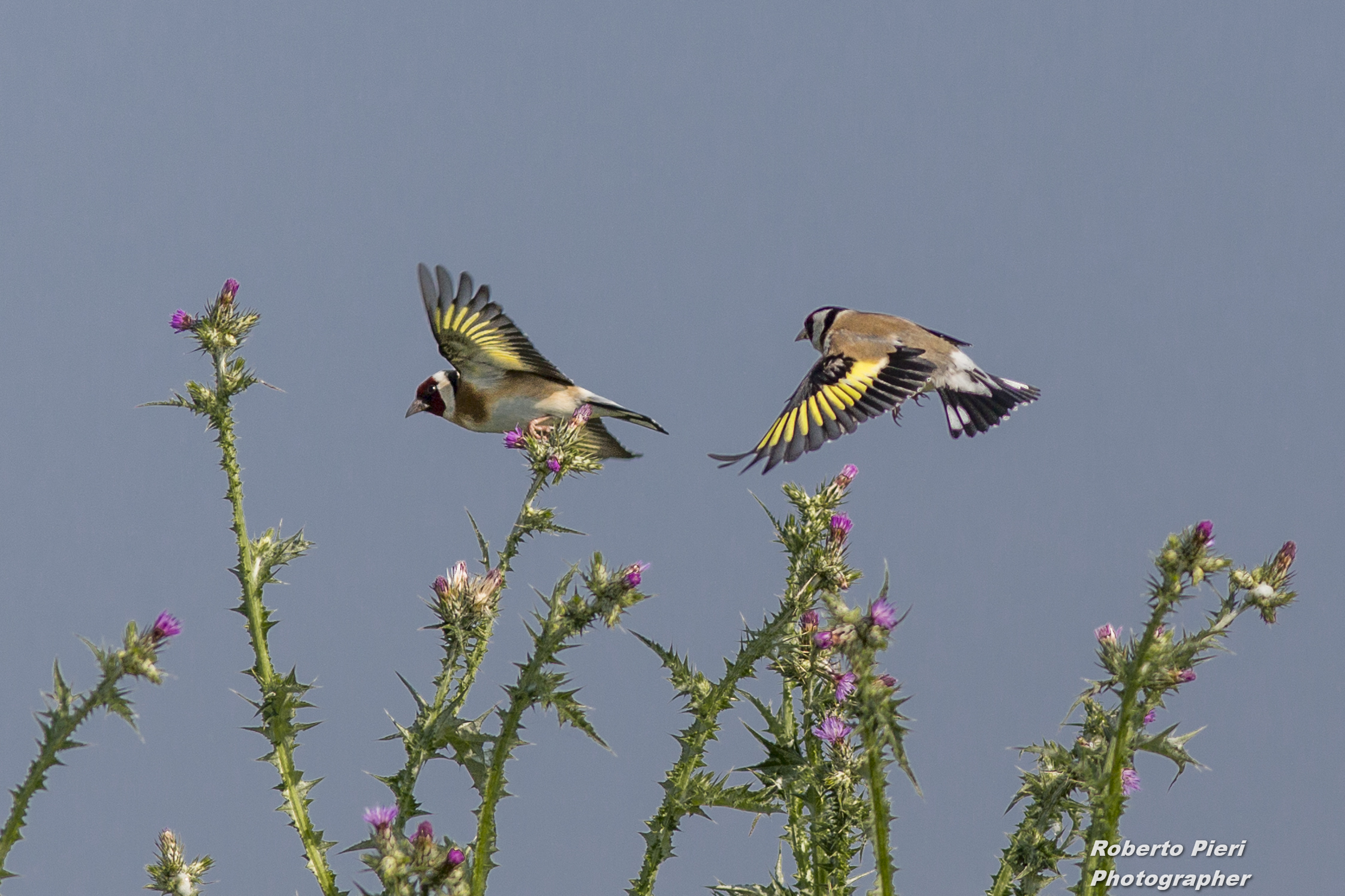 the flight of the goldfinches