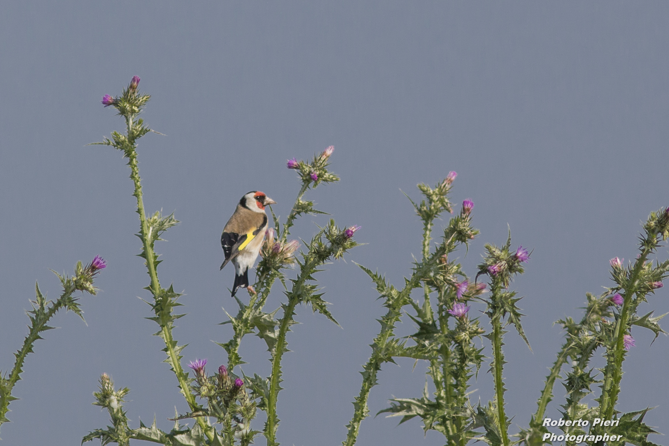 Goldfinch posing