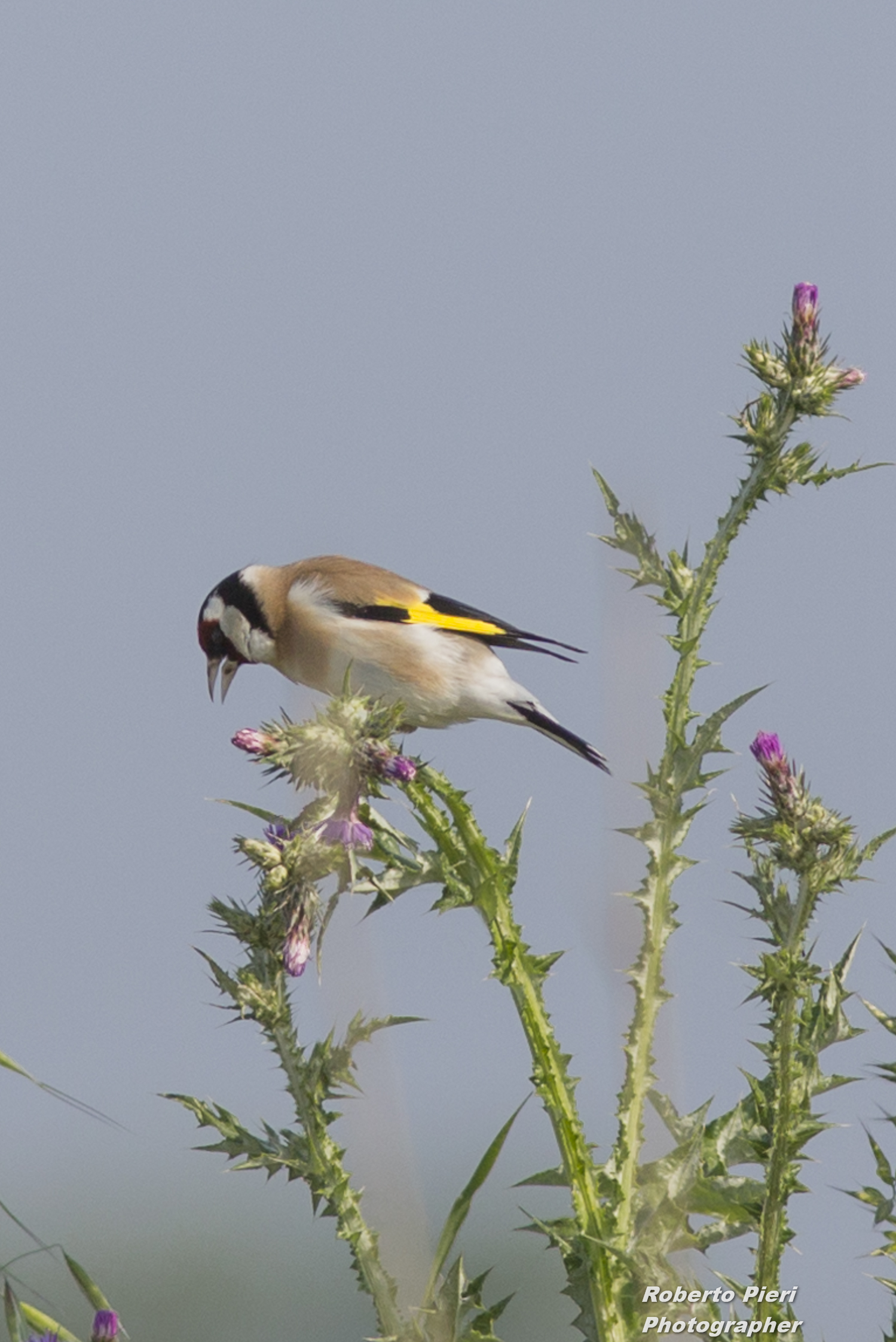 goldfinch