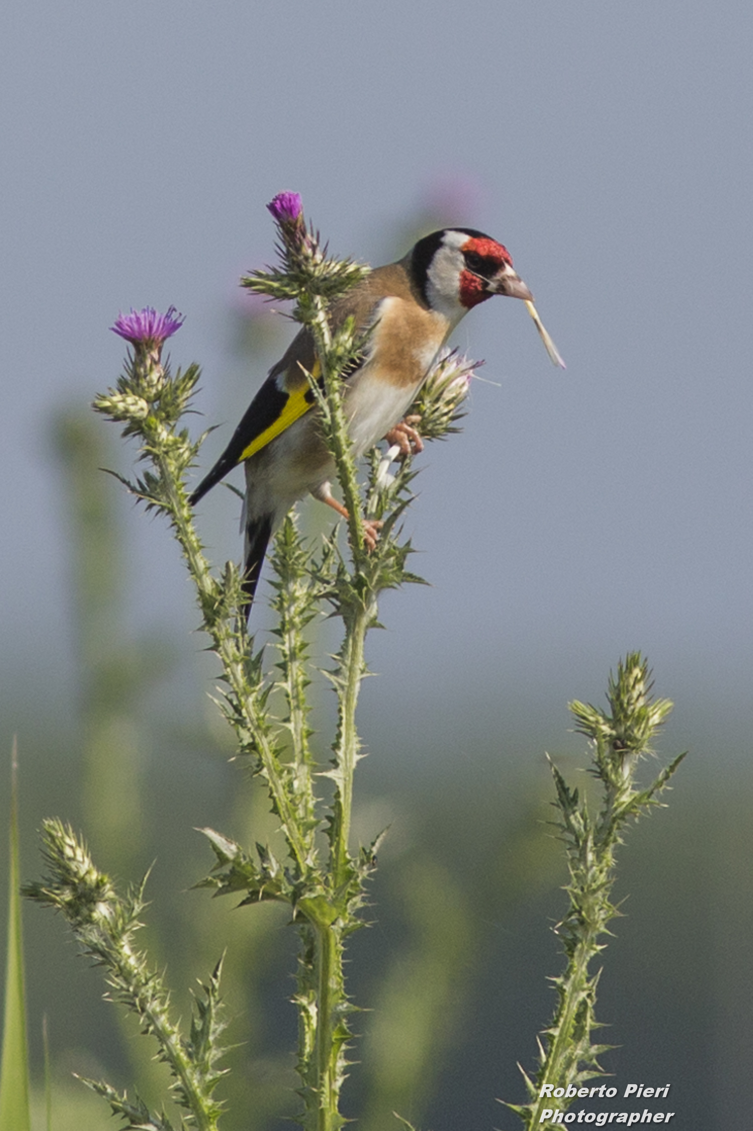 Goldfinch with thistle in his mouth