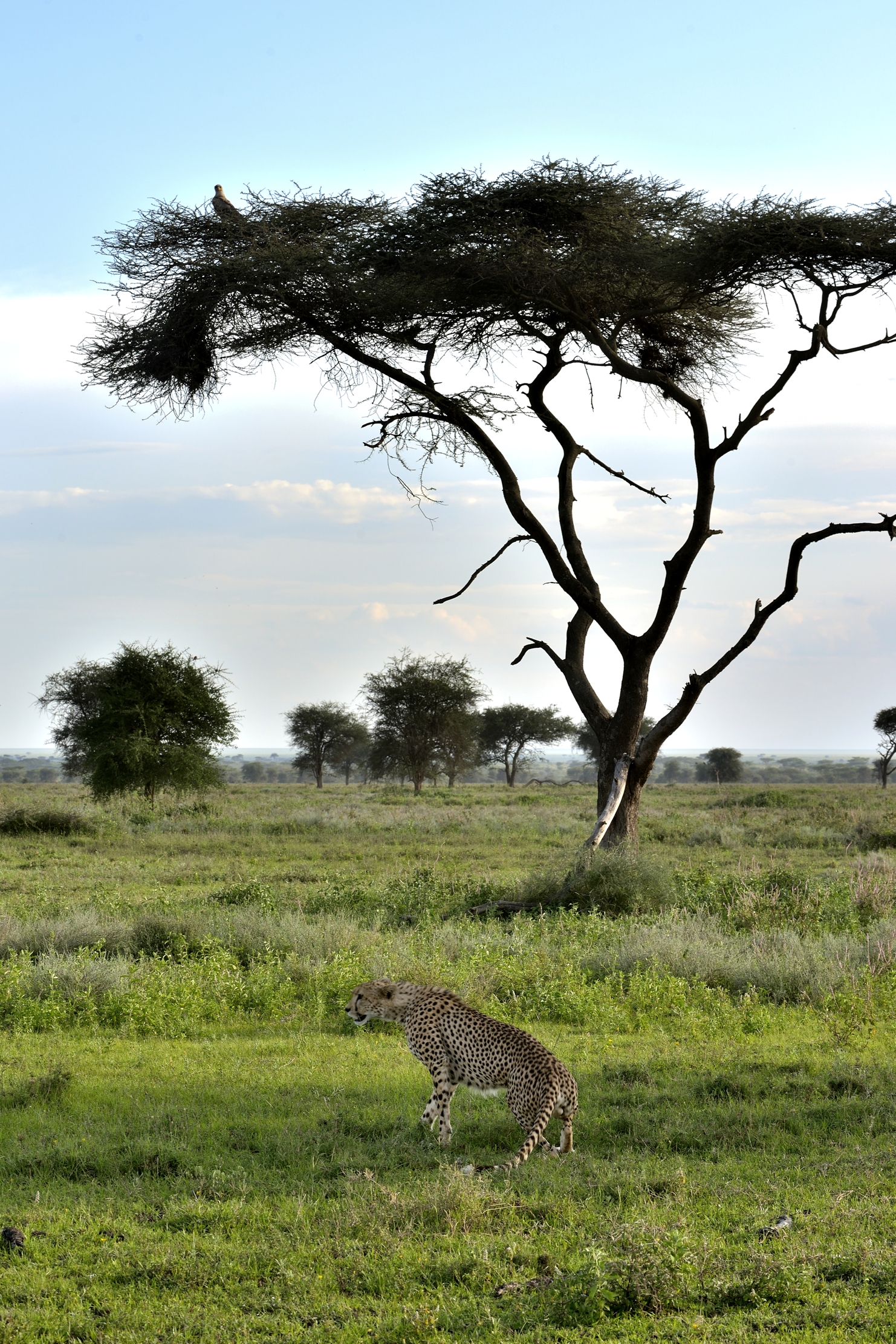Ngorongoro Conservatio Area - Ghepardo
