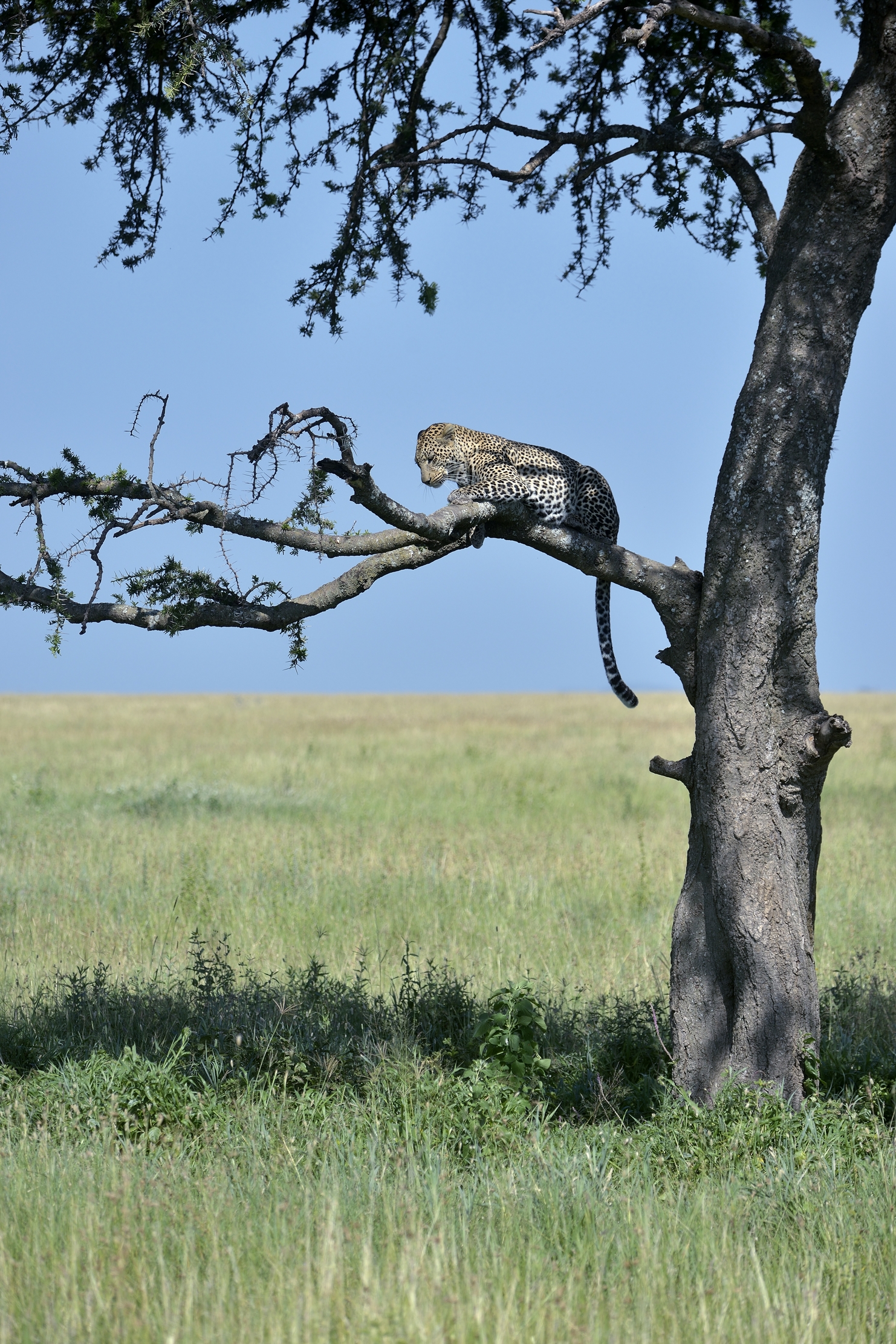 Serengeti - leopardo