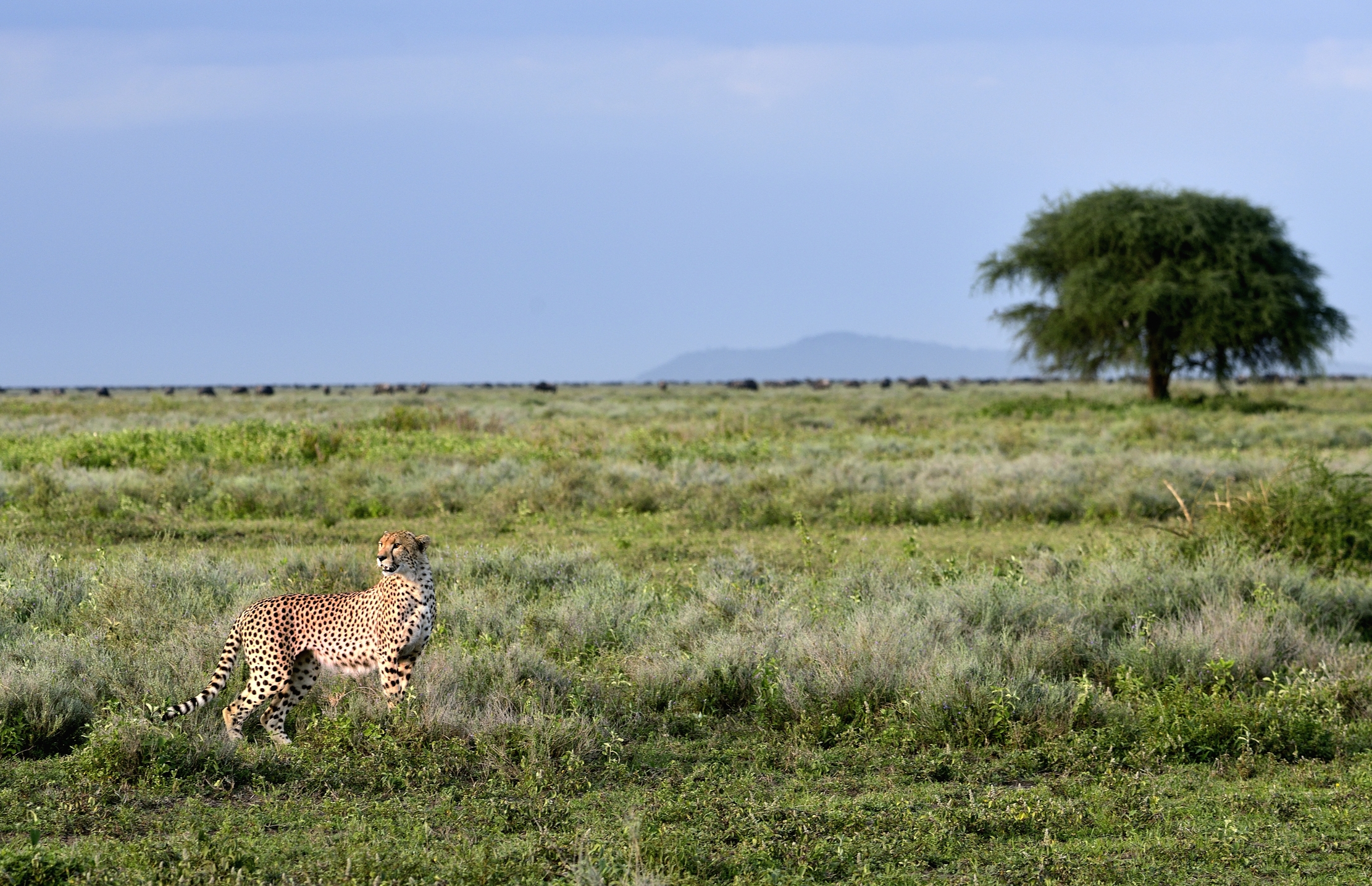 Ngorongoro Conservatio Area - Ghepardo