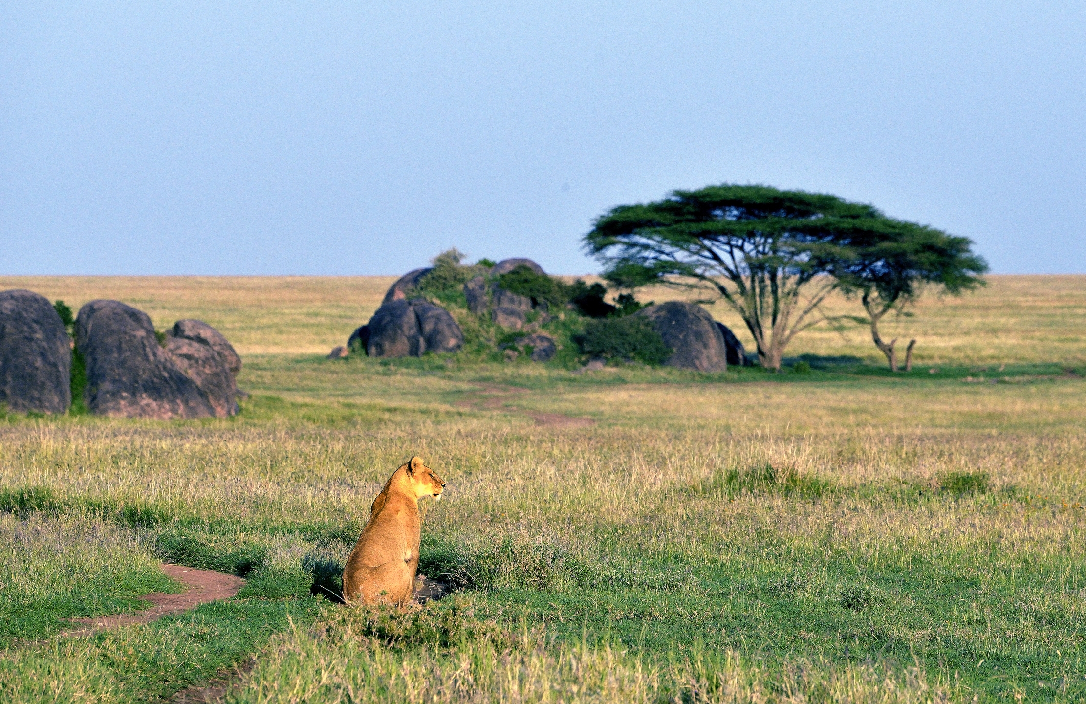 Serengeti - leonessa