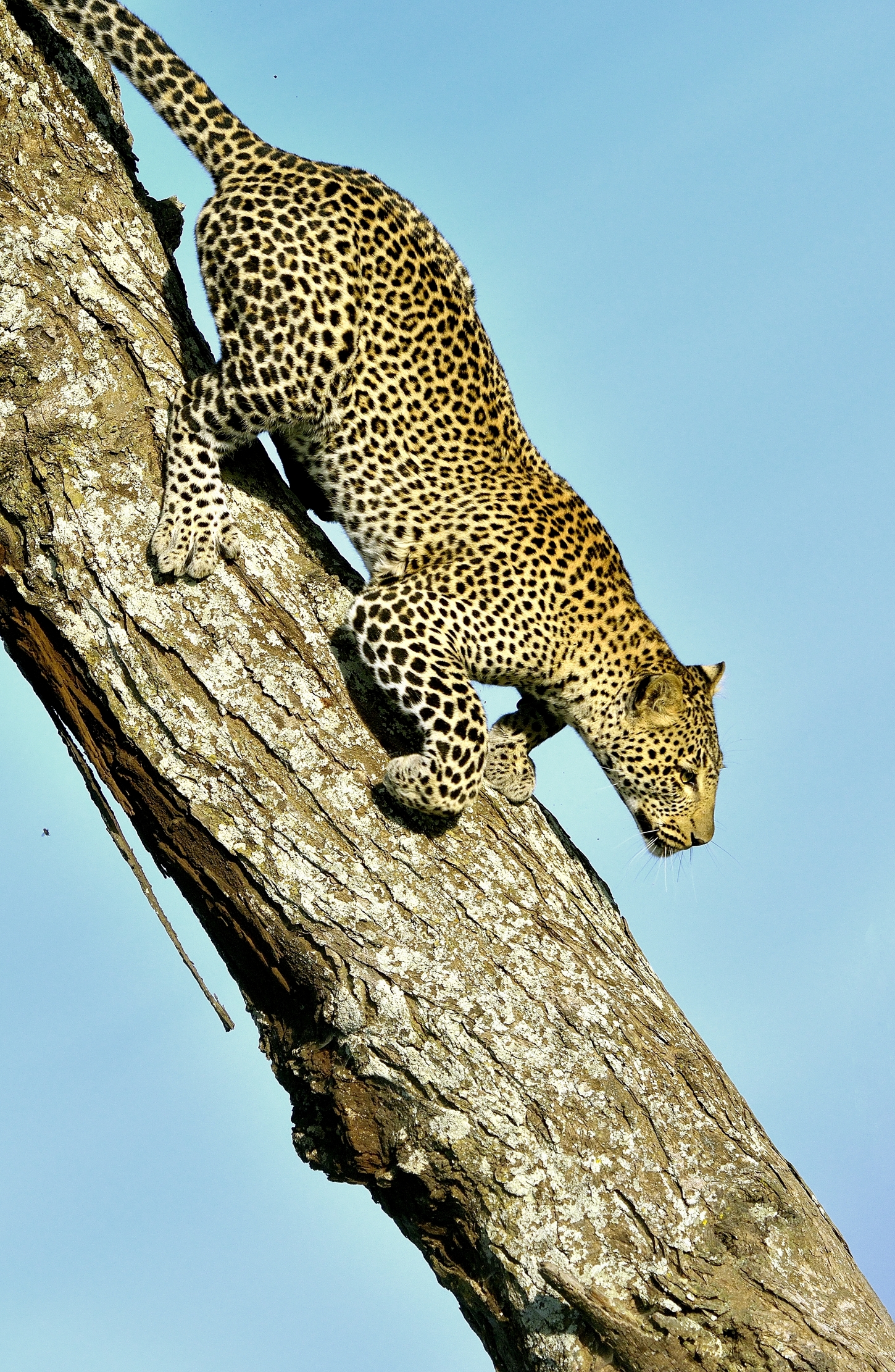 Serengeti - leopardo