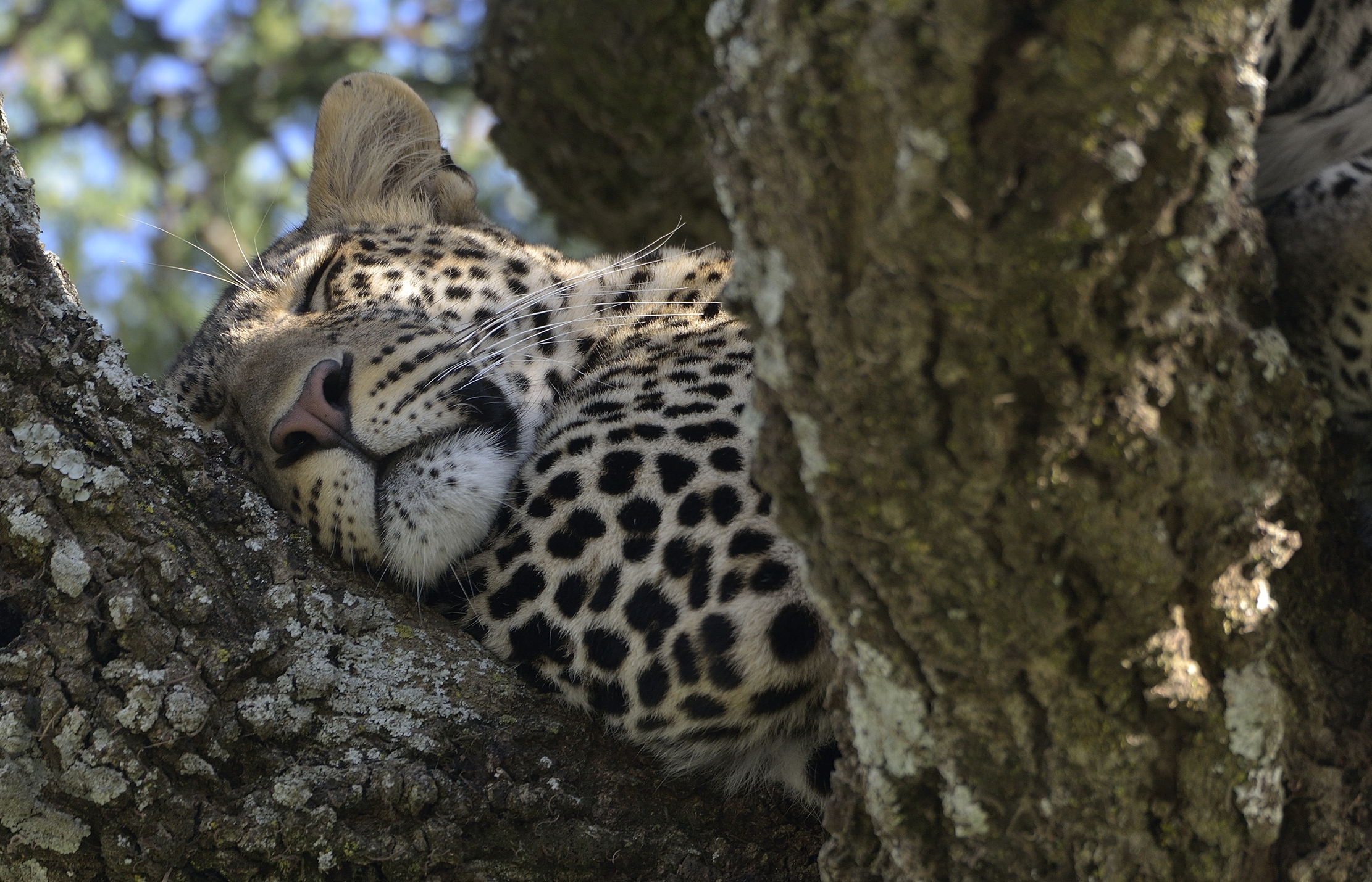 Serengeti - leopardo