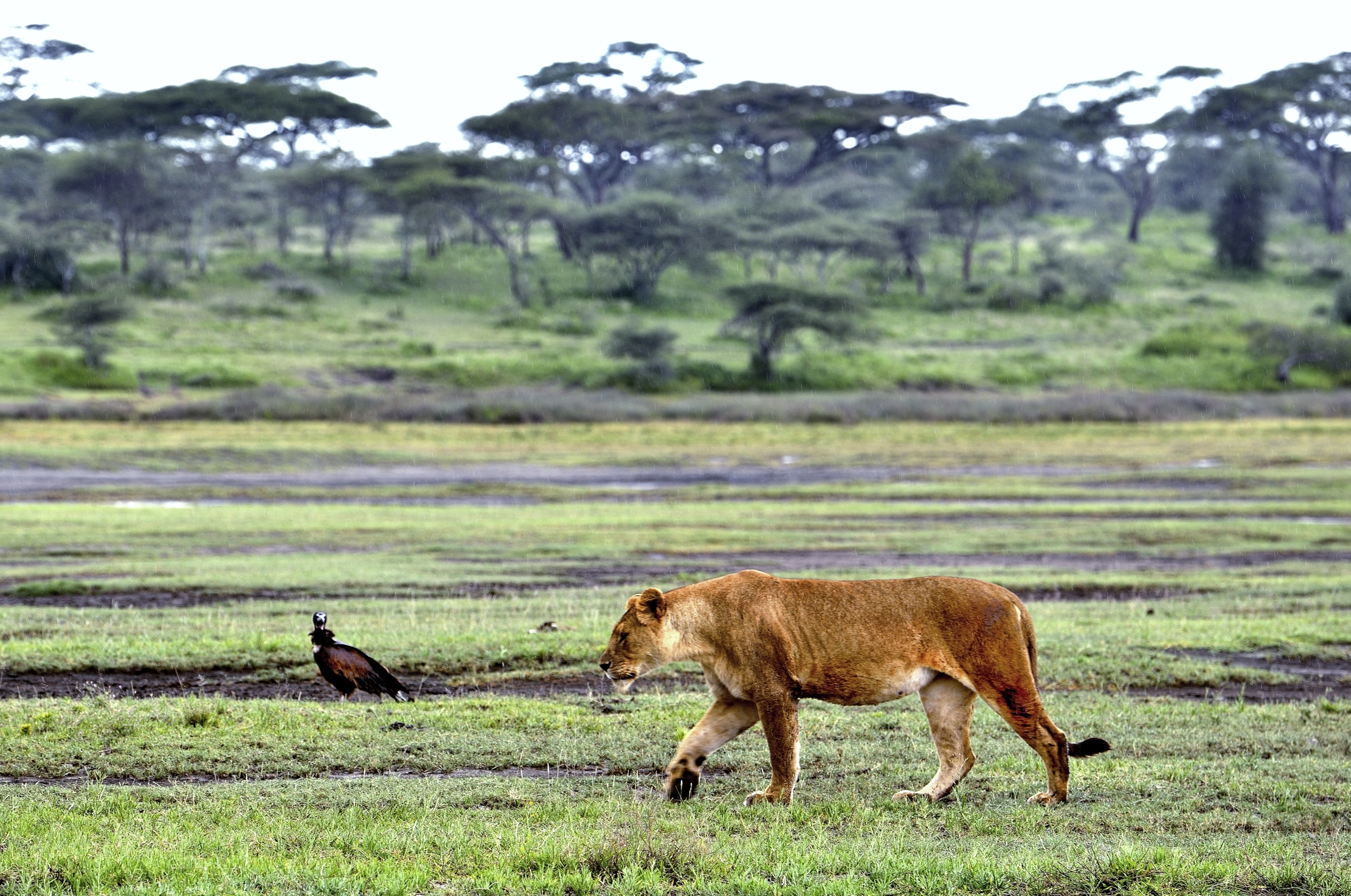 Ngorongoro Cocervation Area - Leonessa