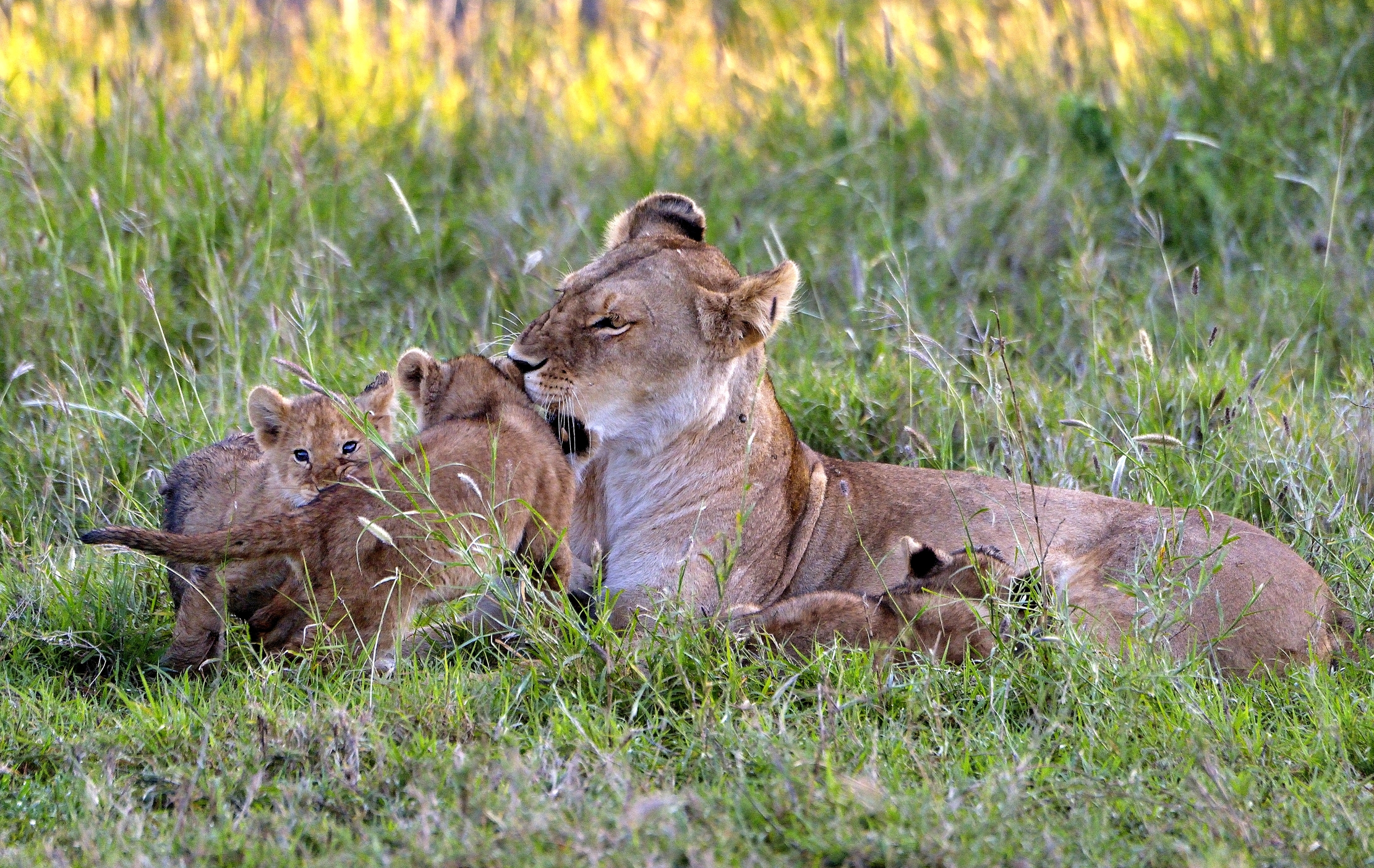 Serengeti - leonessa con cuccioli