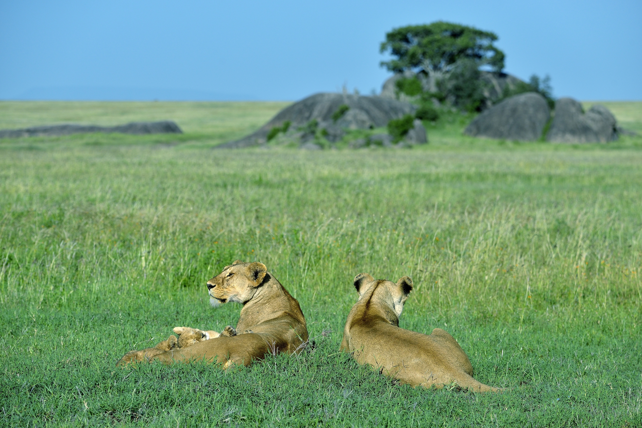 Serengeti - leonesse