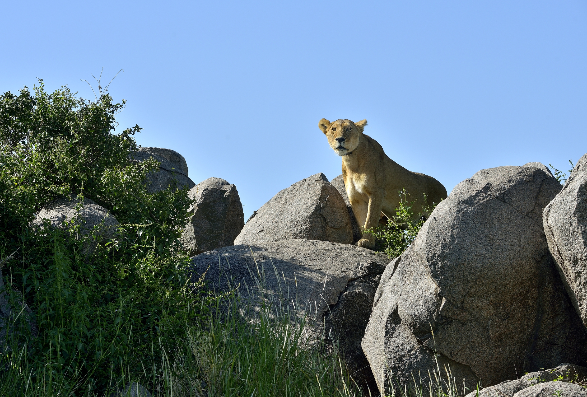 Serengeti - leonessa