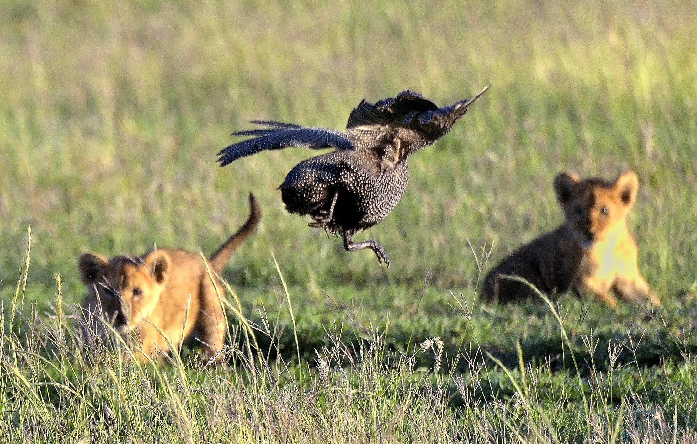 Serengeti - L'agguato alle faraone