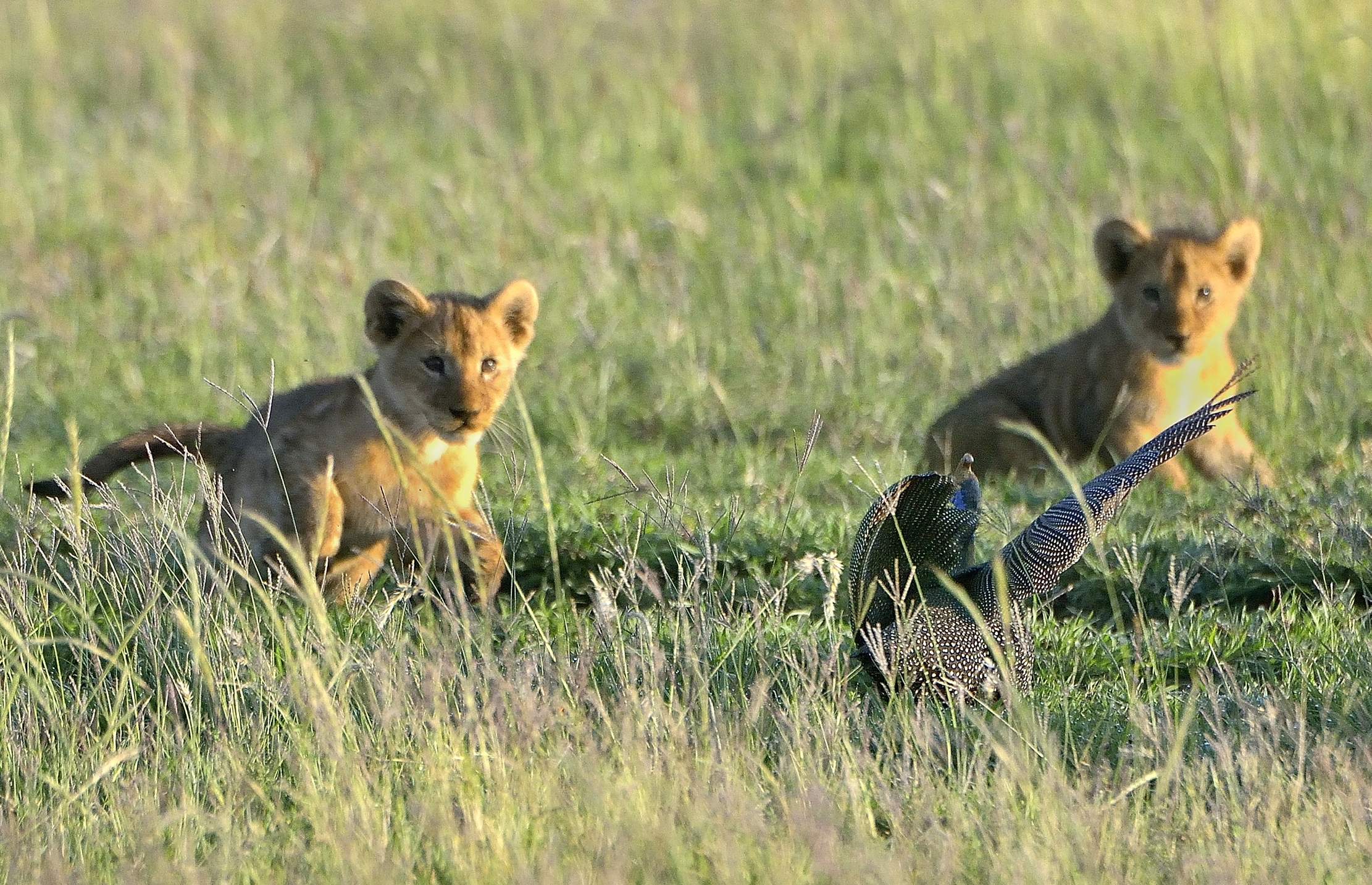 Serengeti - L'agguato alle faraone