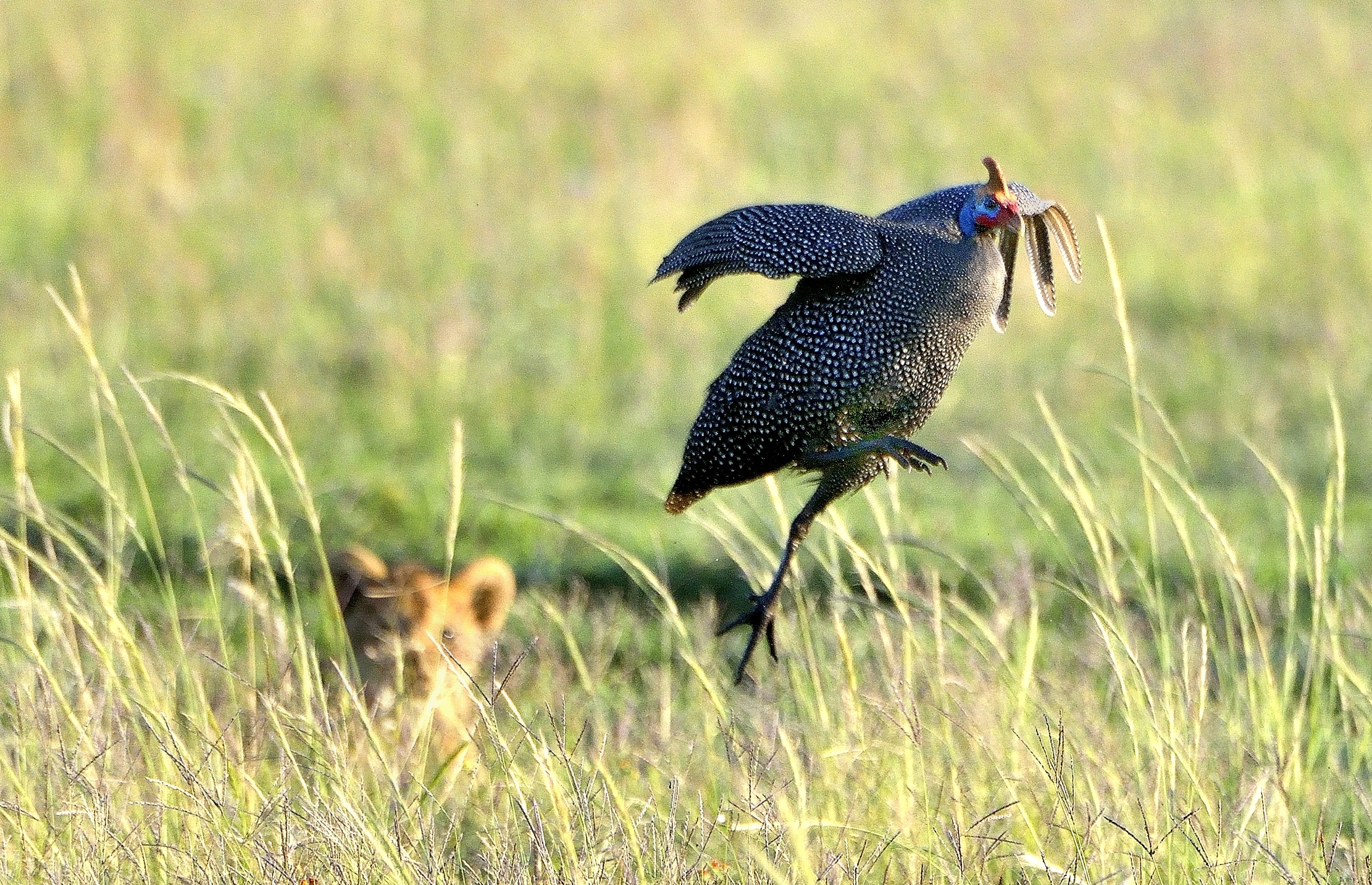 Serengeti - L'agguato alle faraone