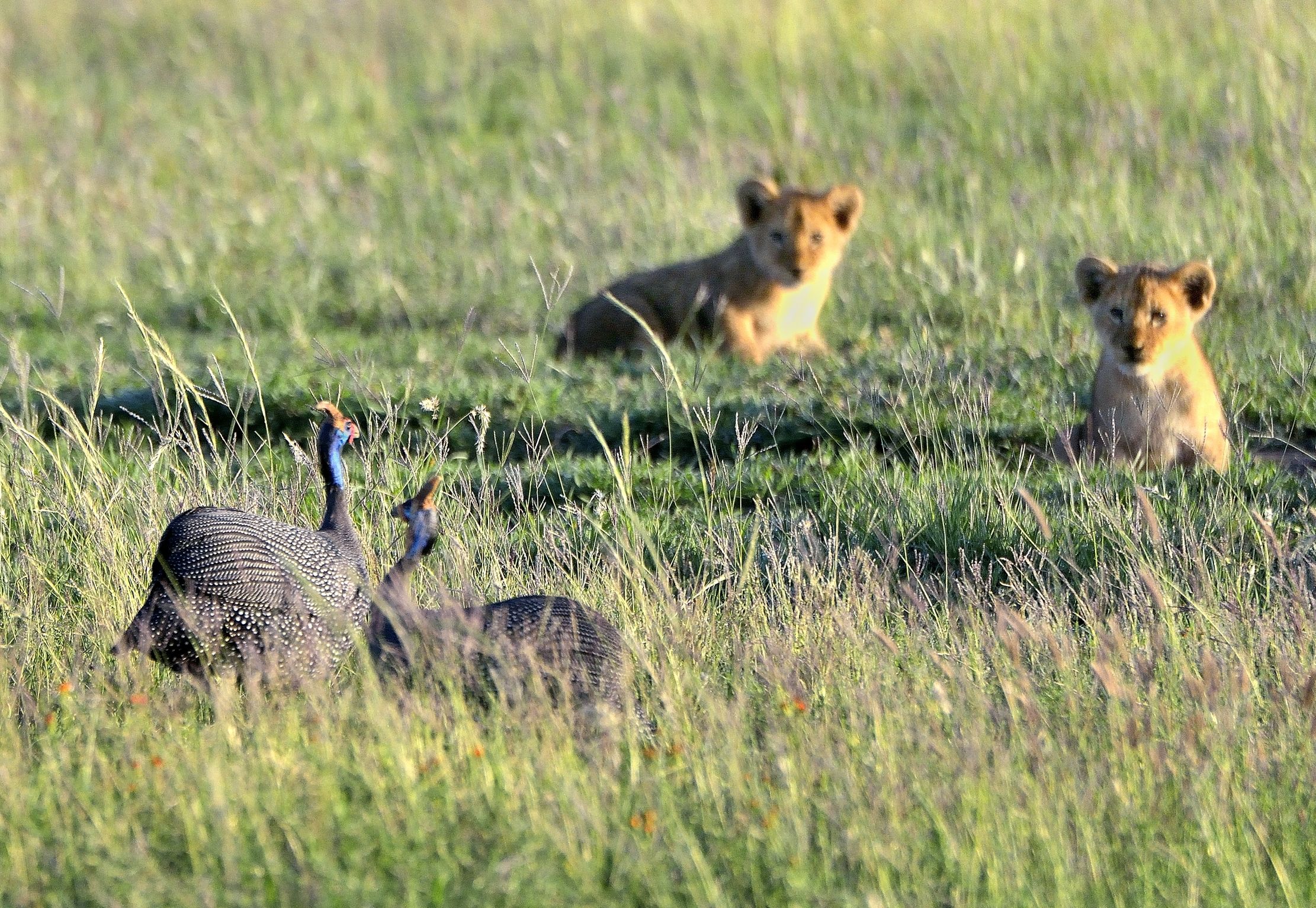 Serengeti - L'agguato alle faraone