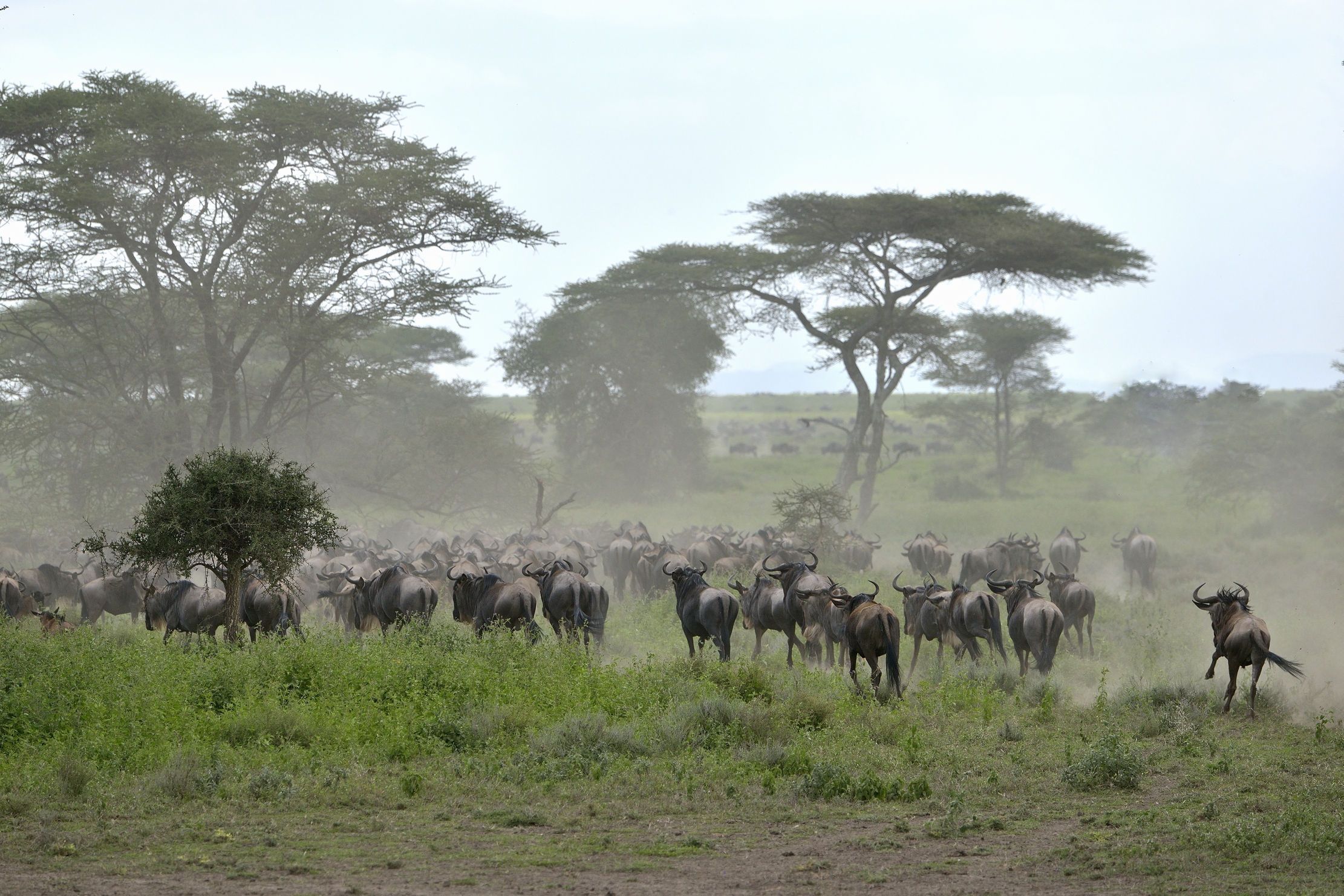 Ngorongoro Crater - Gnu
