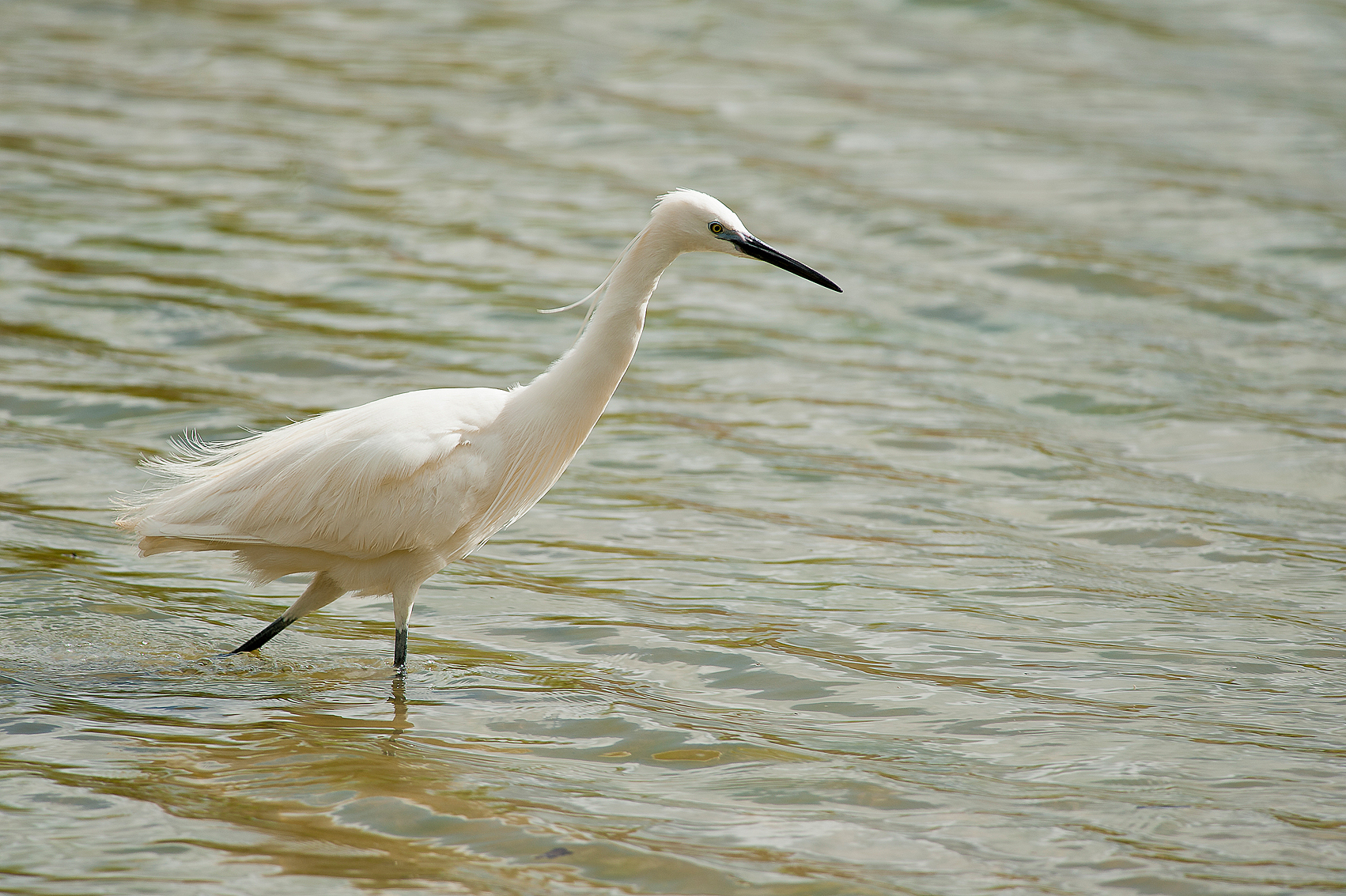Little Egret Egretta