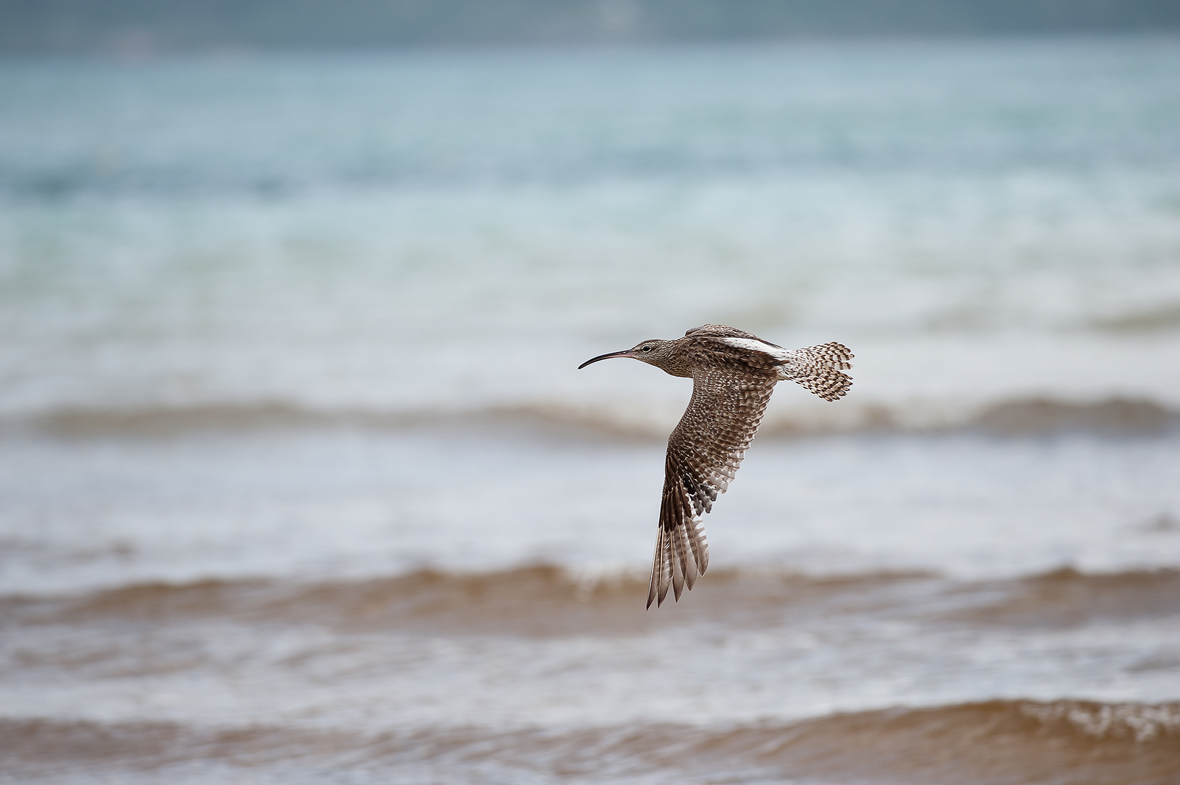Curlew