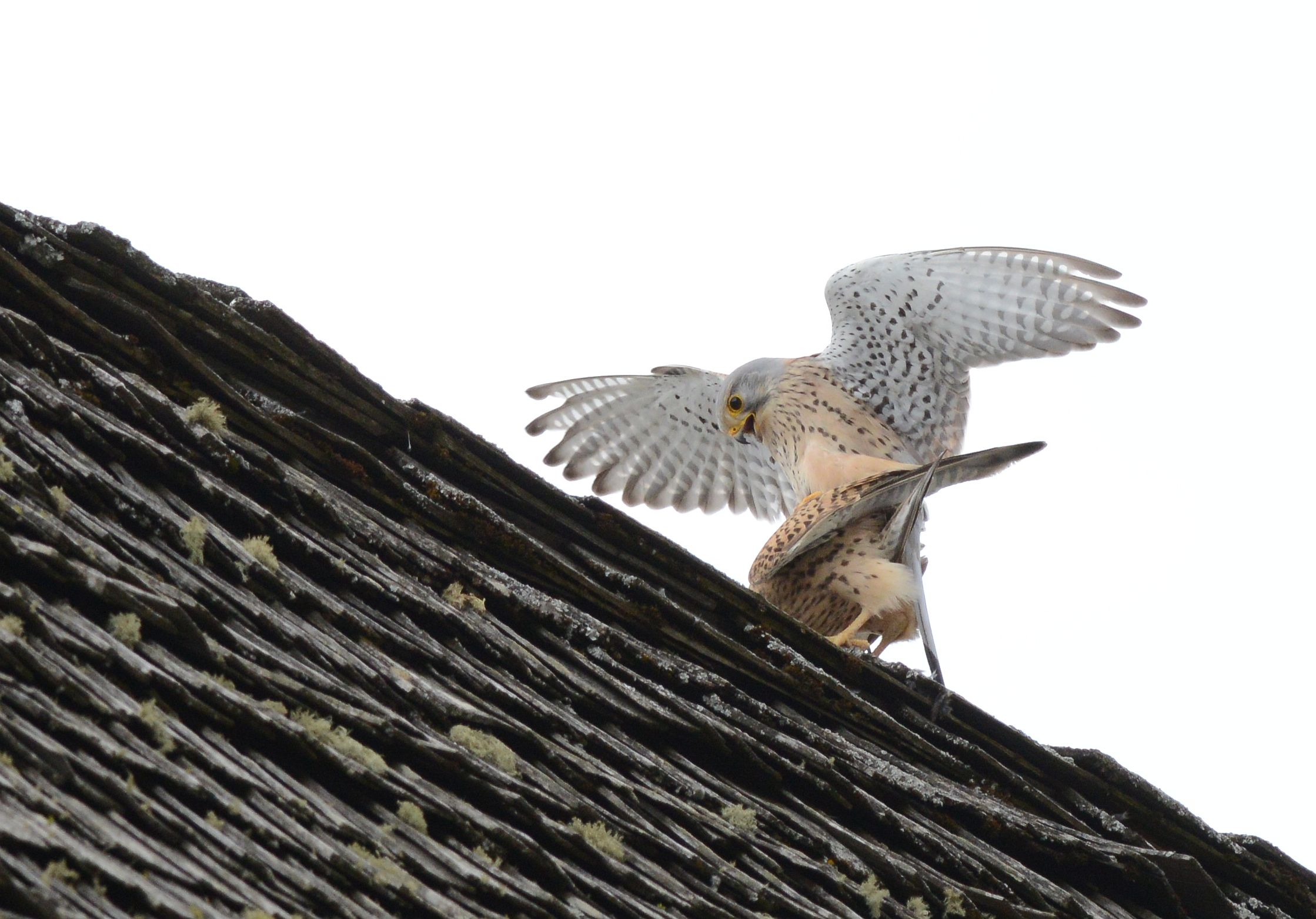 Kestrels