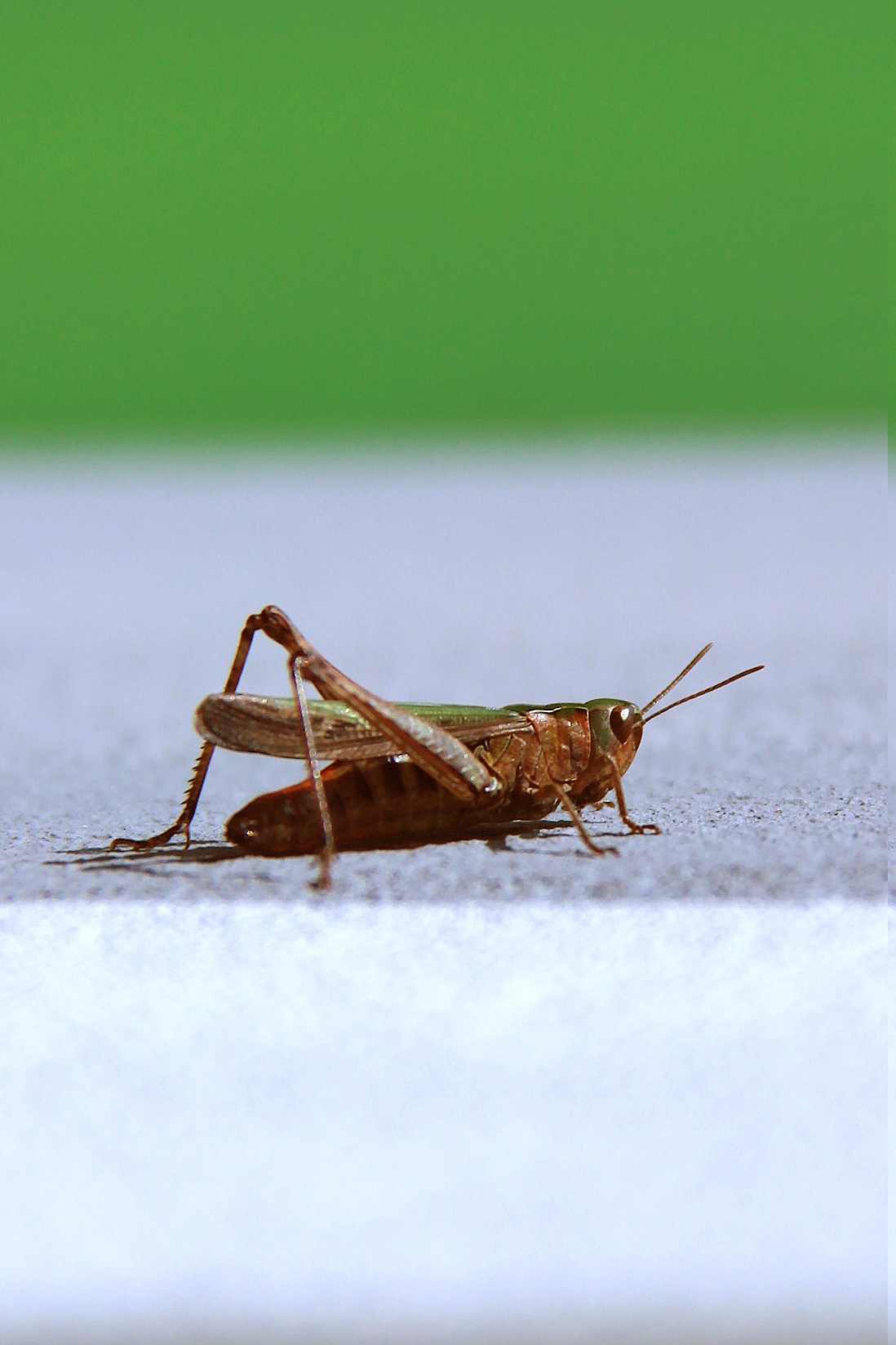 Cricket