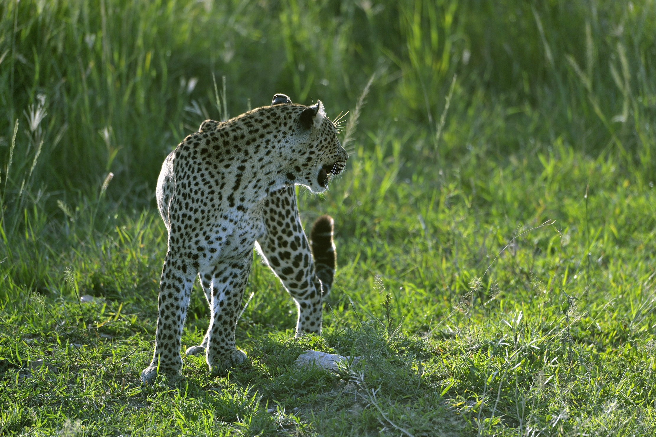 Serengeti - leopardo