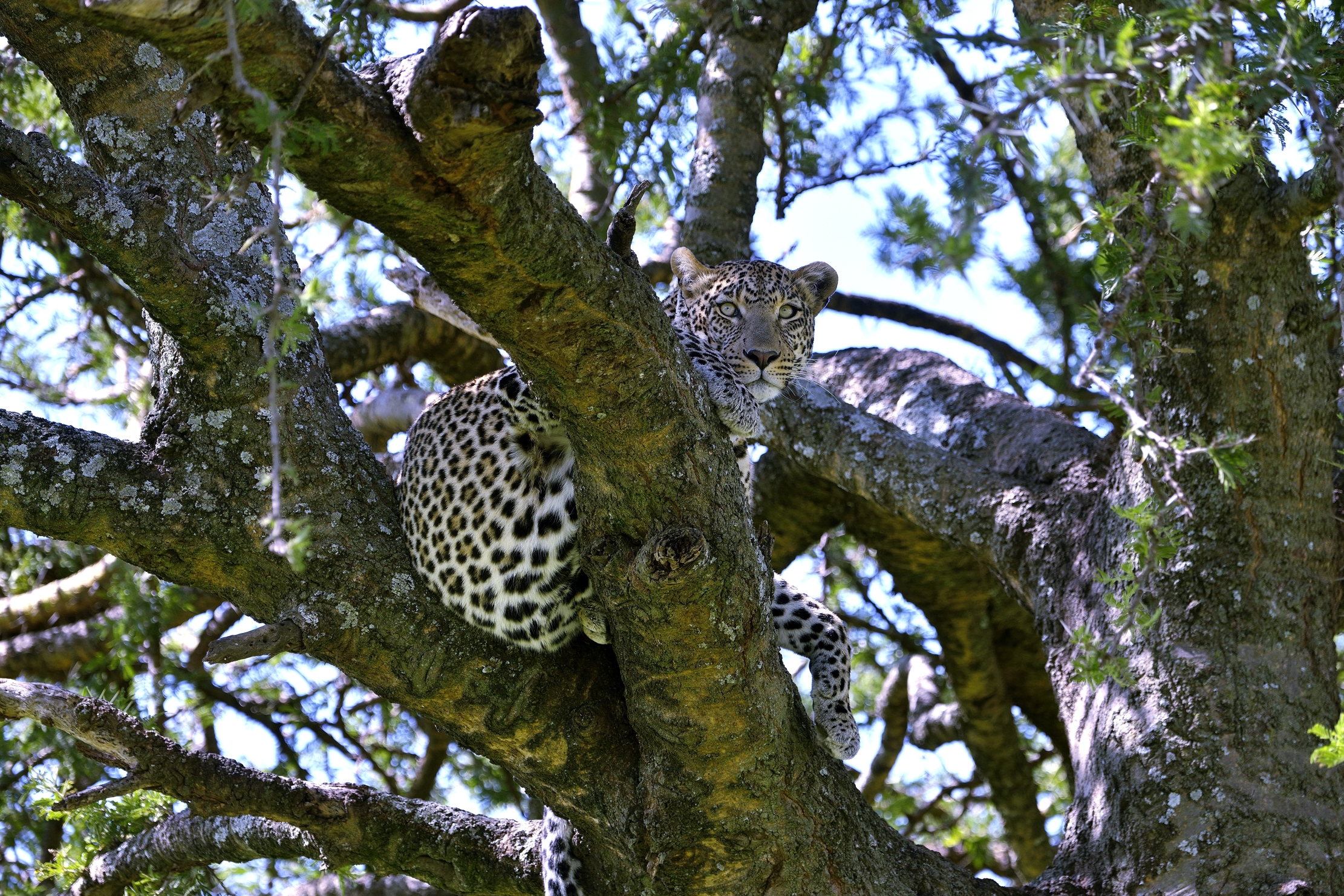 Serengeti - leopardo