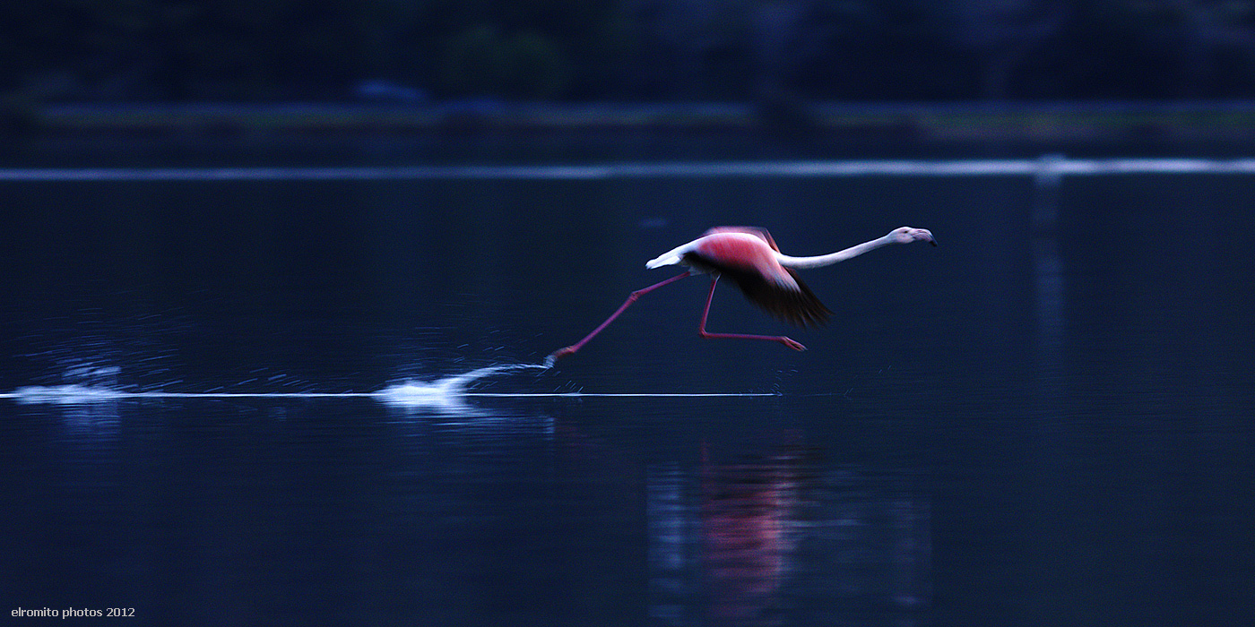 Flamingo in the take-off